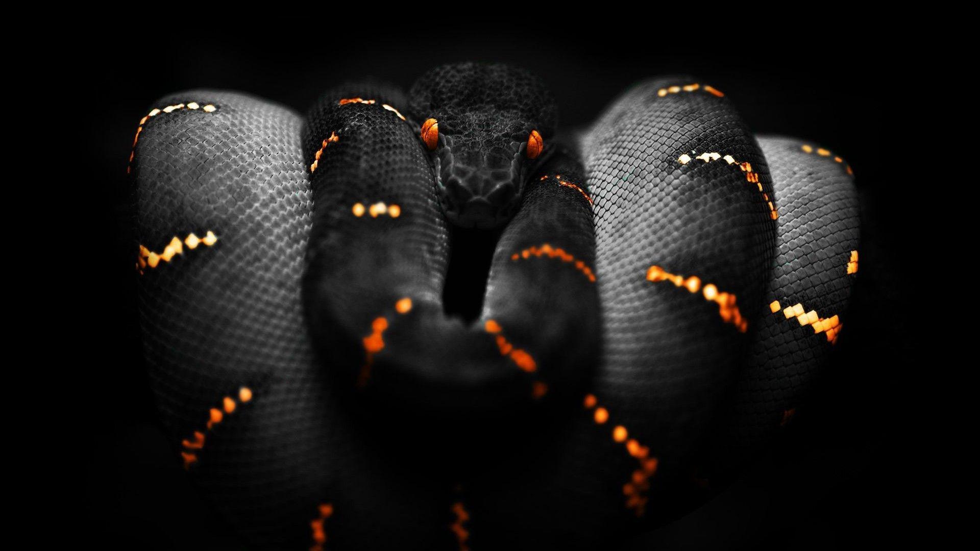 Boa Constrictor Wallpapers - Top Free Boa Constrictor Backgrounds