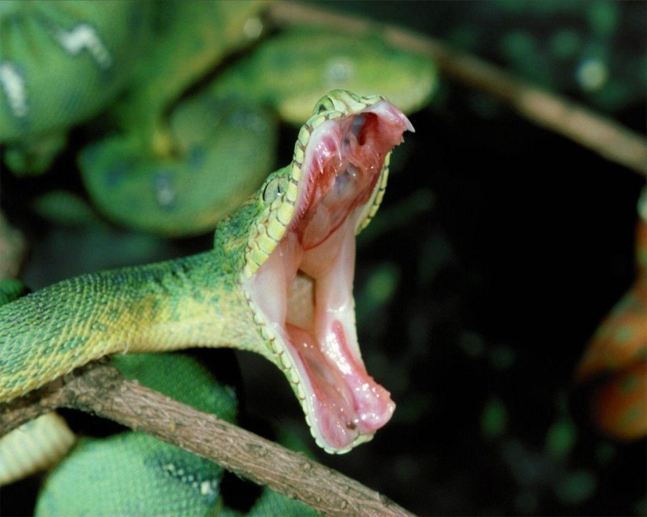 1280x1024 Emerald Boa Snake Live Wallpaper HD