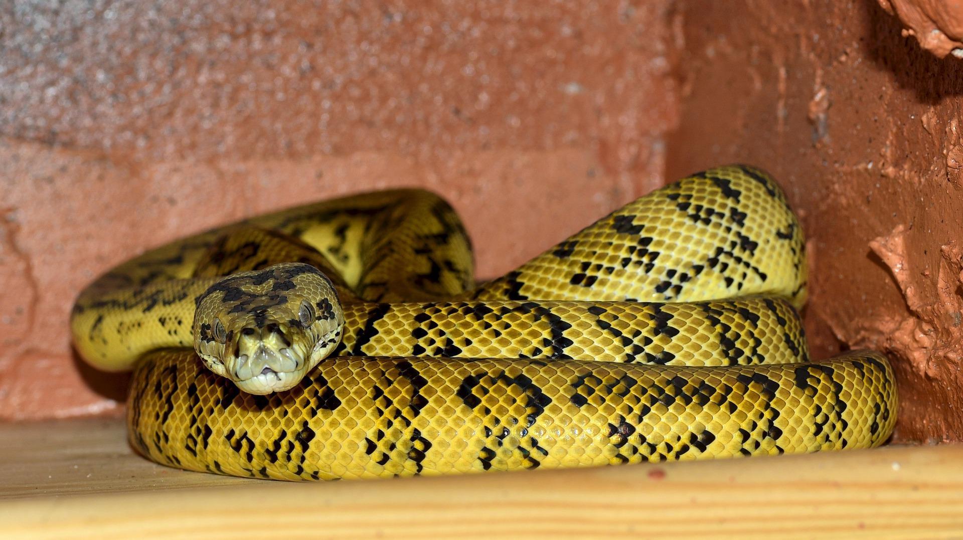 1920x1077 Boa Constrictor Wallpaper HD for Android