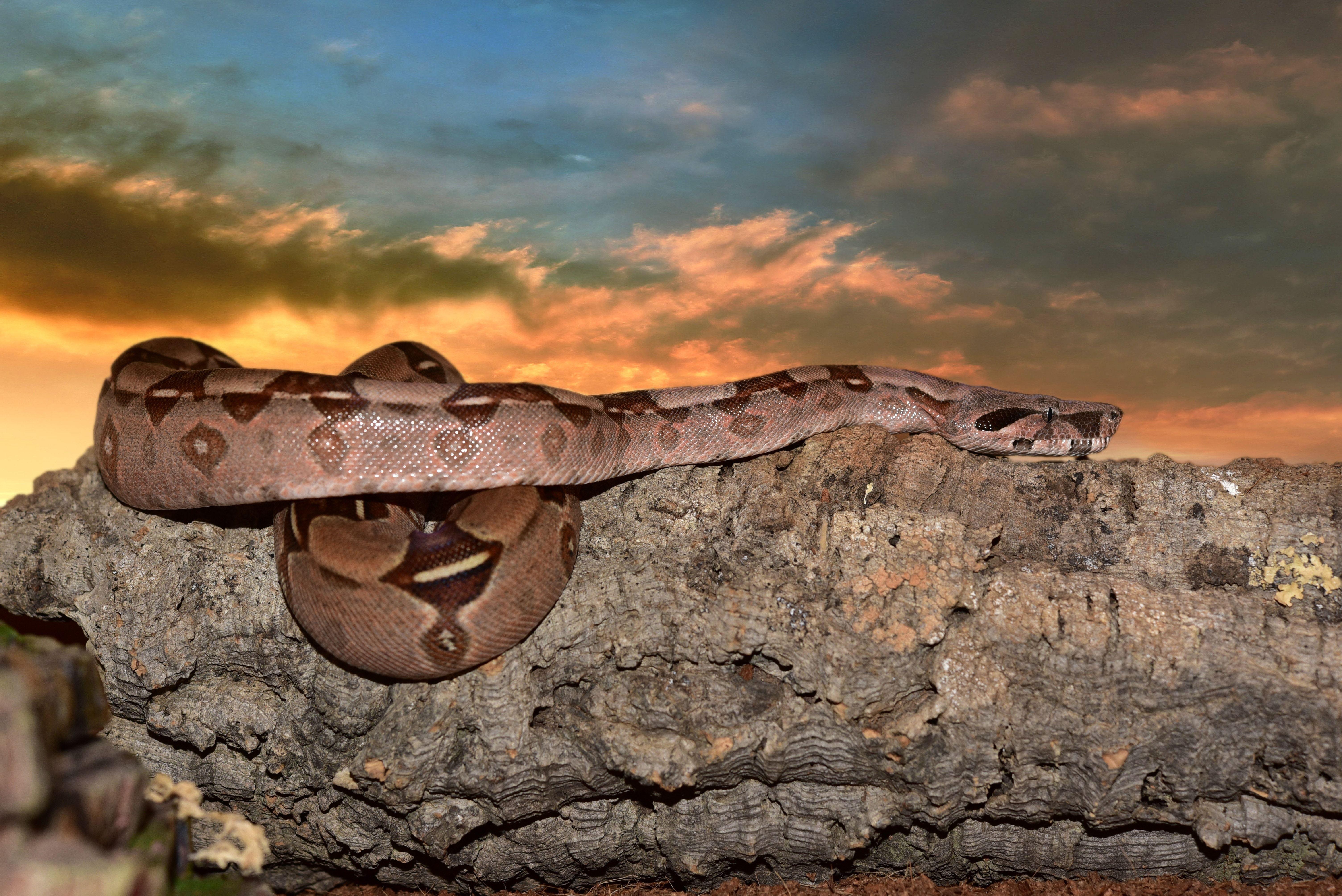 6016x4016 Snake, Constrictor, Boa, Eat, one animal, animal wildlife free