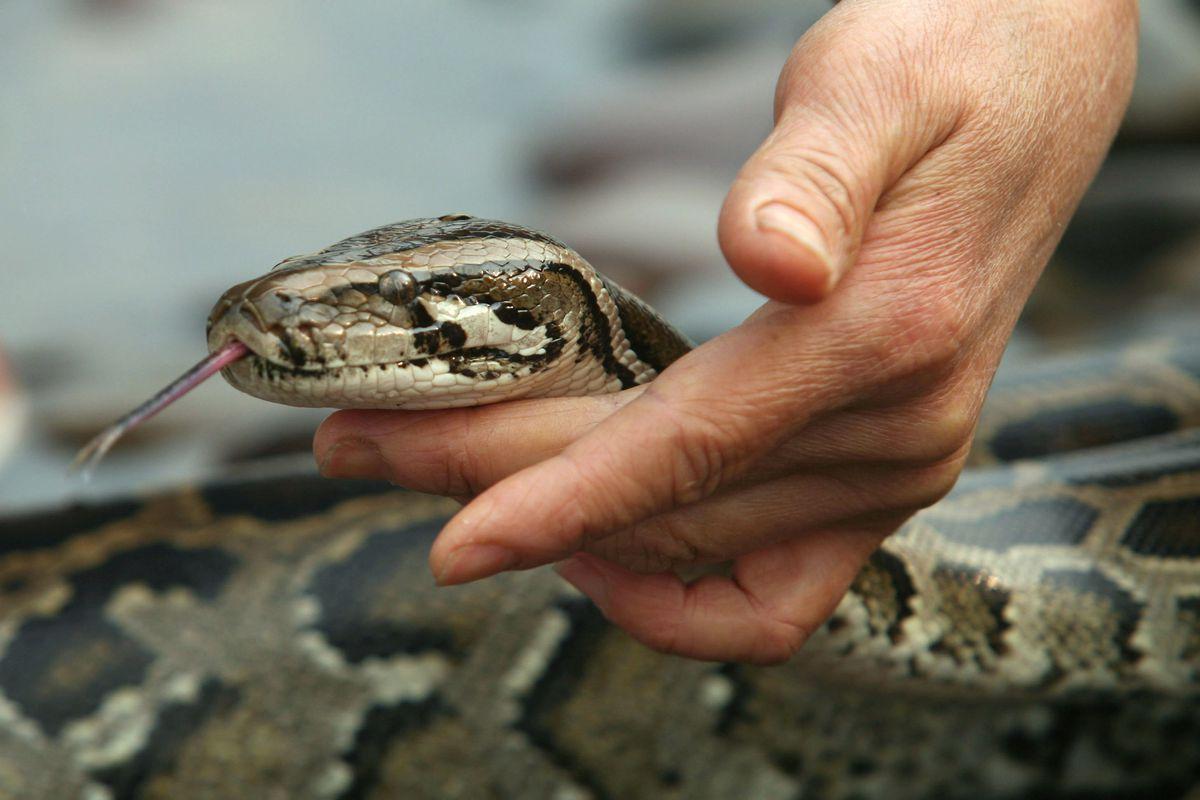 1200x800 Boa constrictors don't kill the way you think they do