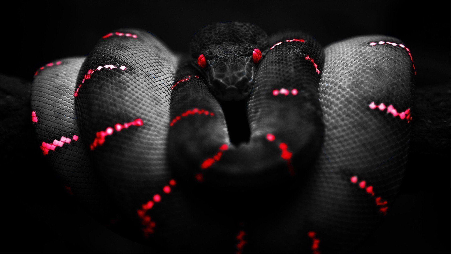 1920x1080 red, Black, Selective coloring, Reptile, Boa constrictor HD