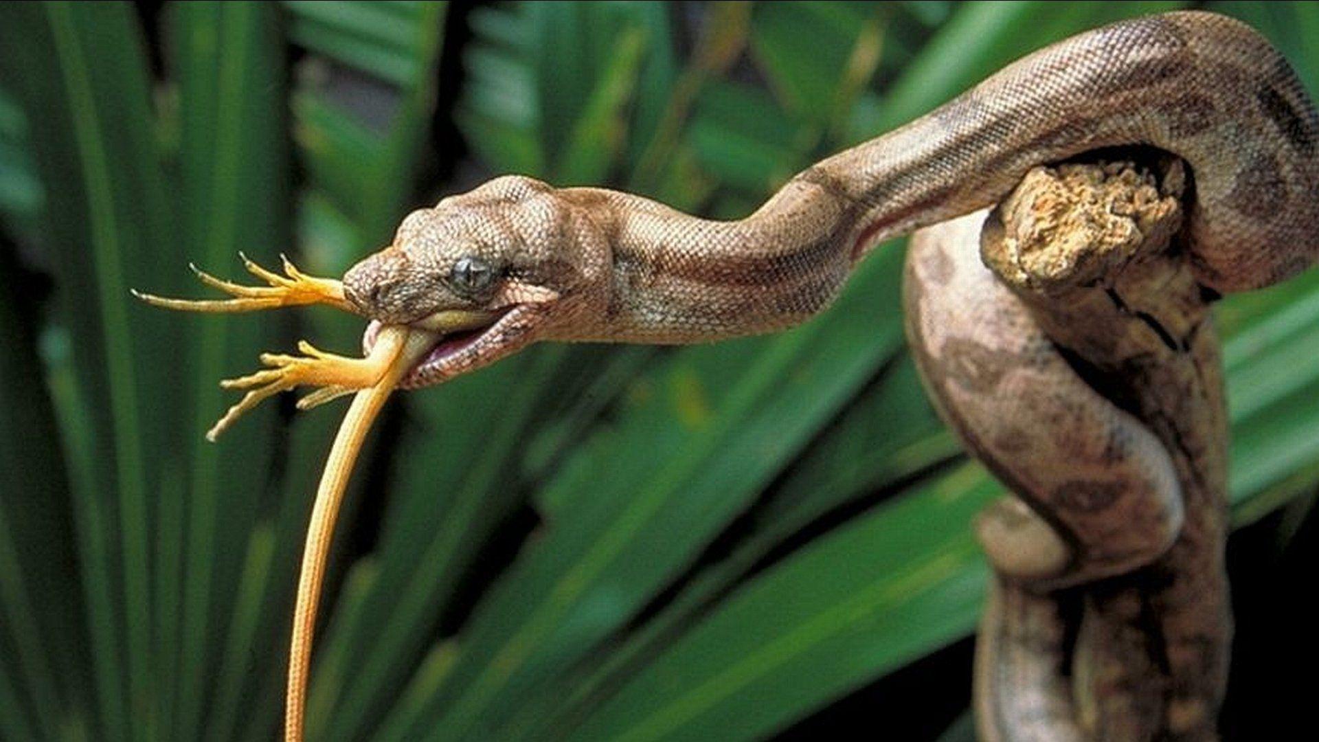 1920x1080 Snake HD Wallpaper