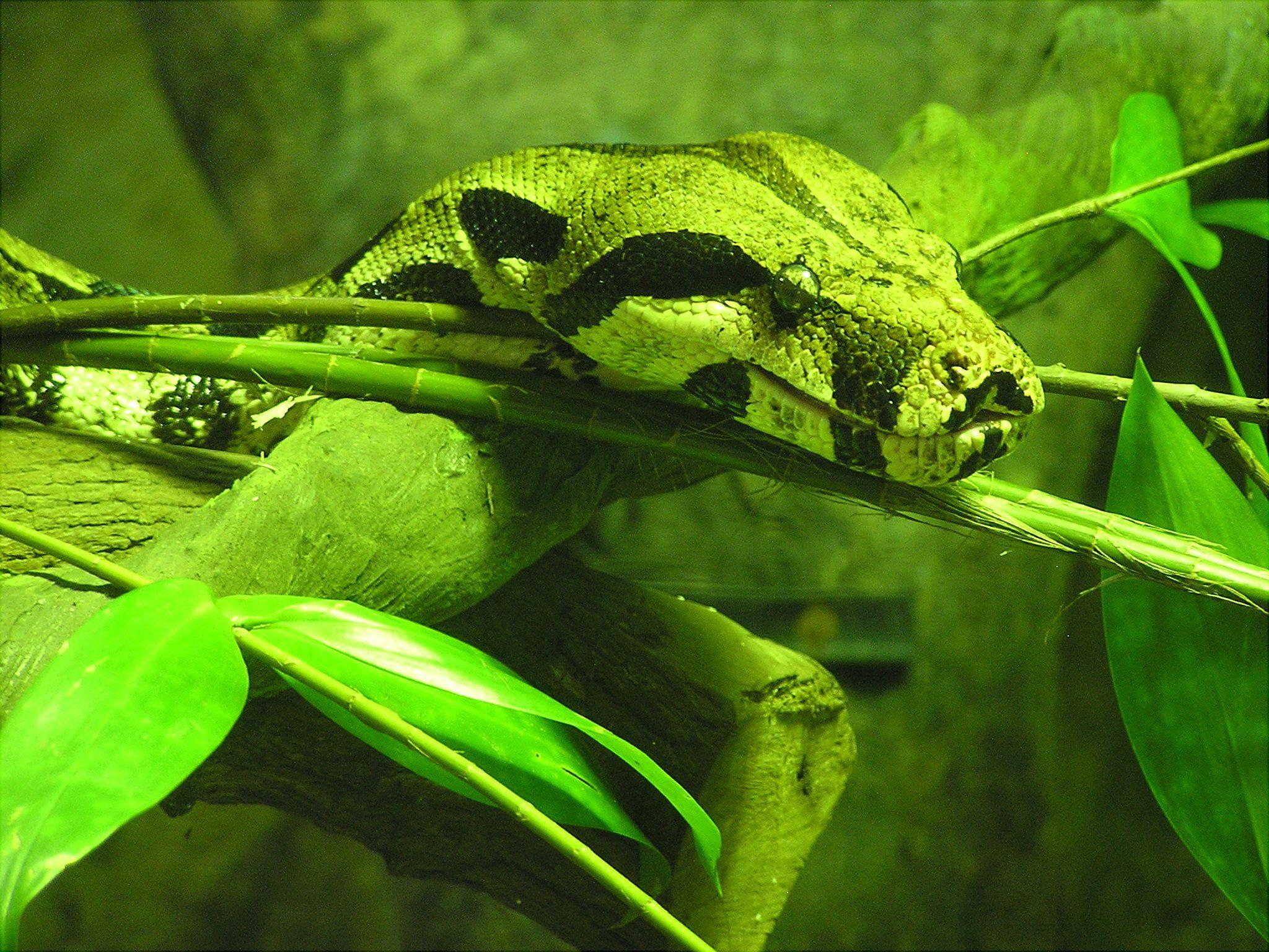 2048x1536 Boa constrictor, Singapore
