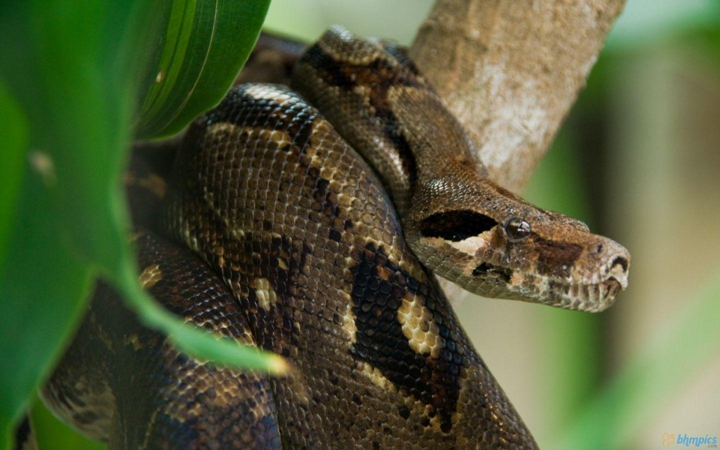 1440x900 Snake Desktop Wallpaper « Firefox Wallpaper « Free Download