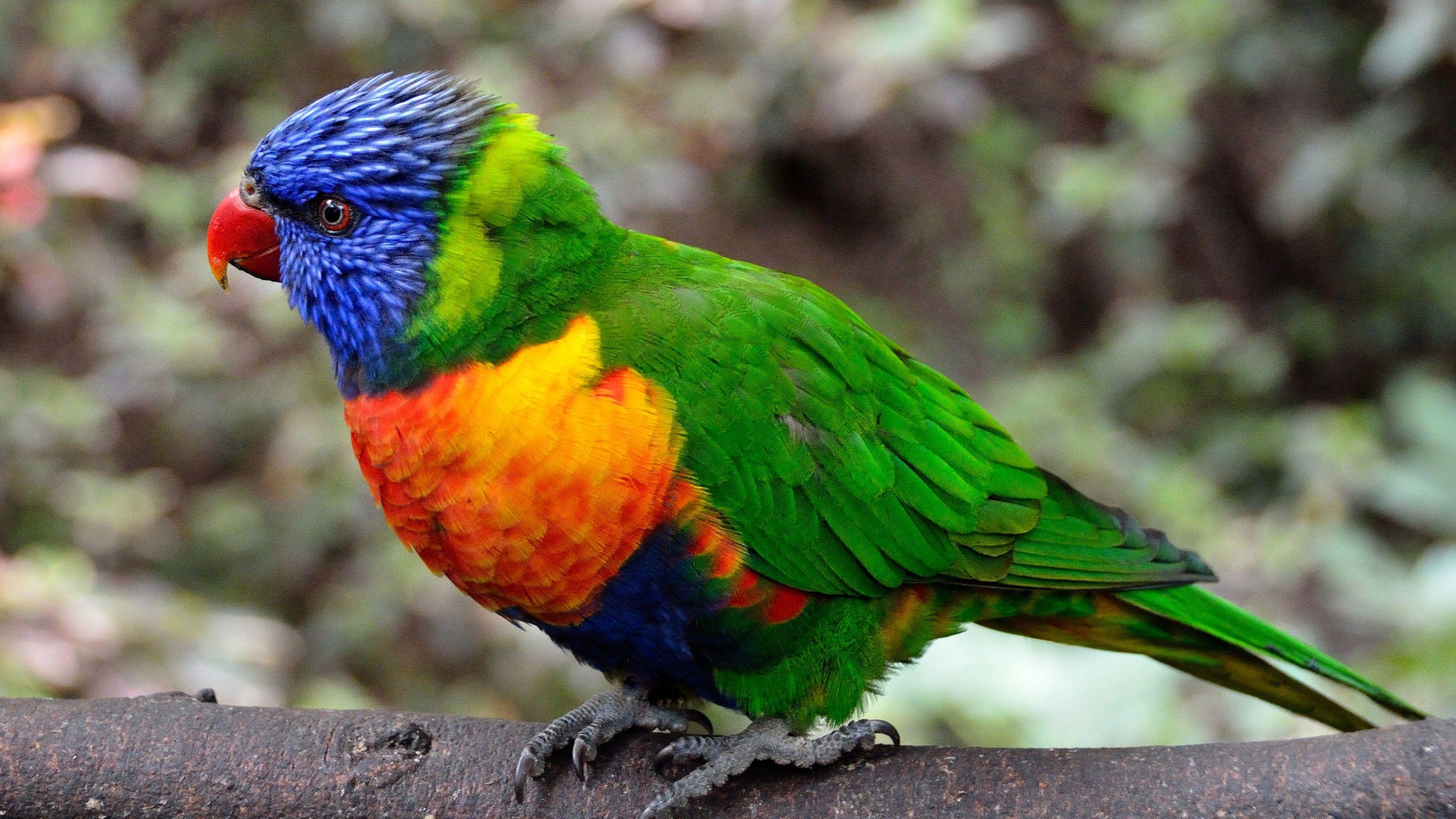 3840x2160 Colorful Parrot Bird, HD Birds, 4k Wallpaper, Image, Background