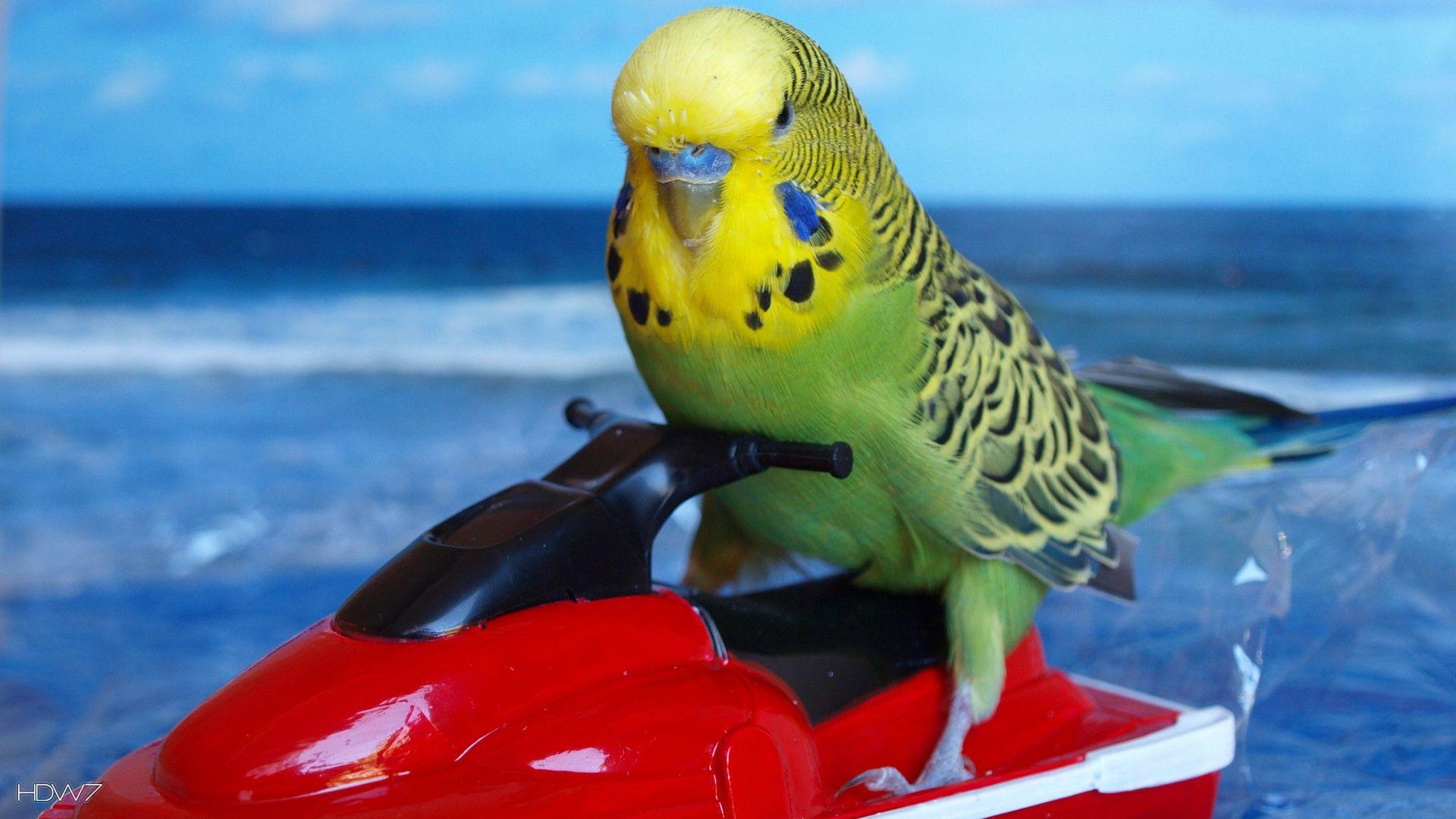 1920x1080 budgie funny sea bird. HD wallpaper gallery