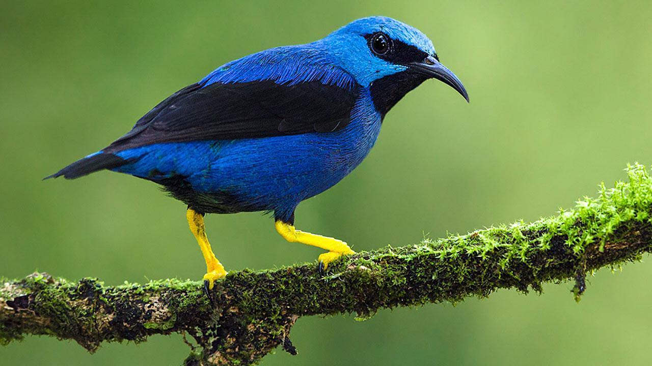 1280x720 Female birds get drabber when their males fool around