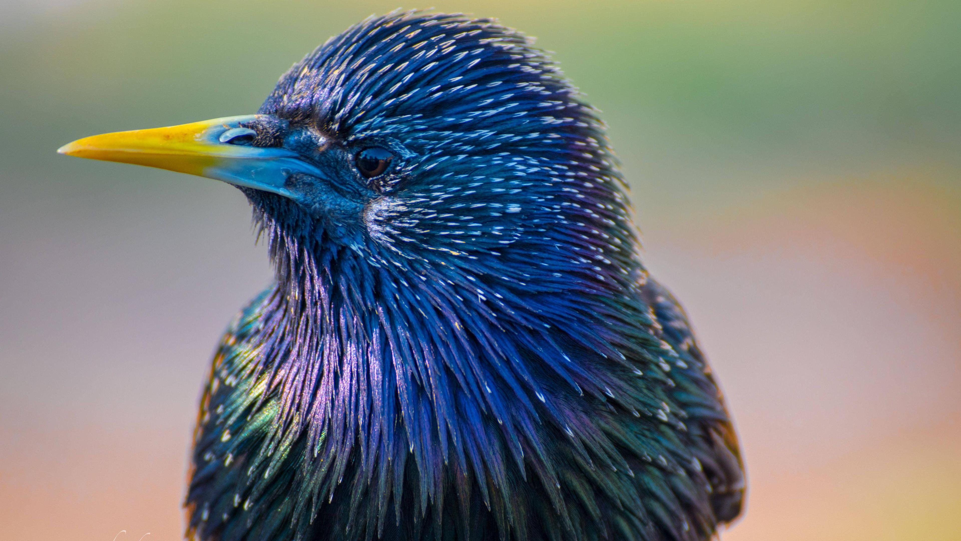 Colorful Birds Wallpapers - Top Free Colorful Birds Backgrounds ...