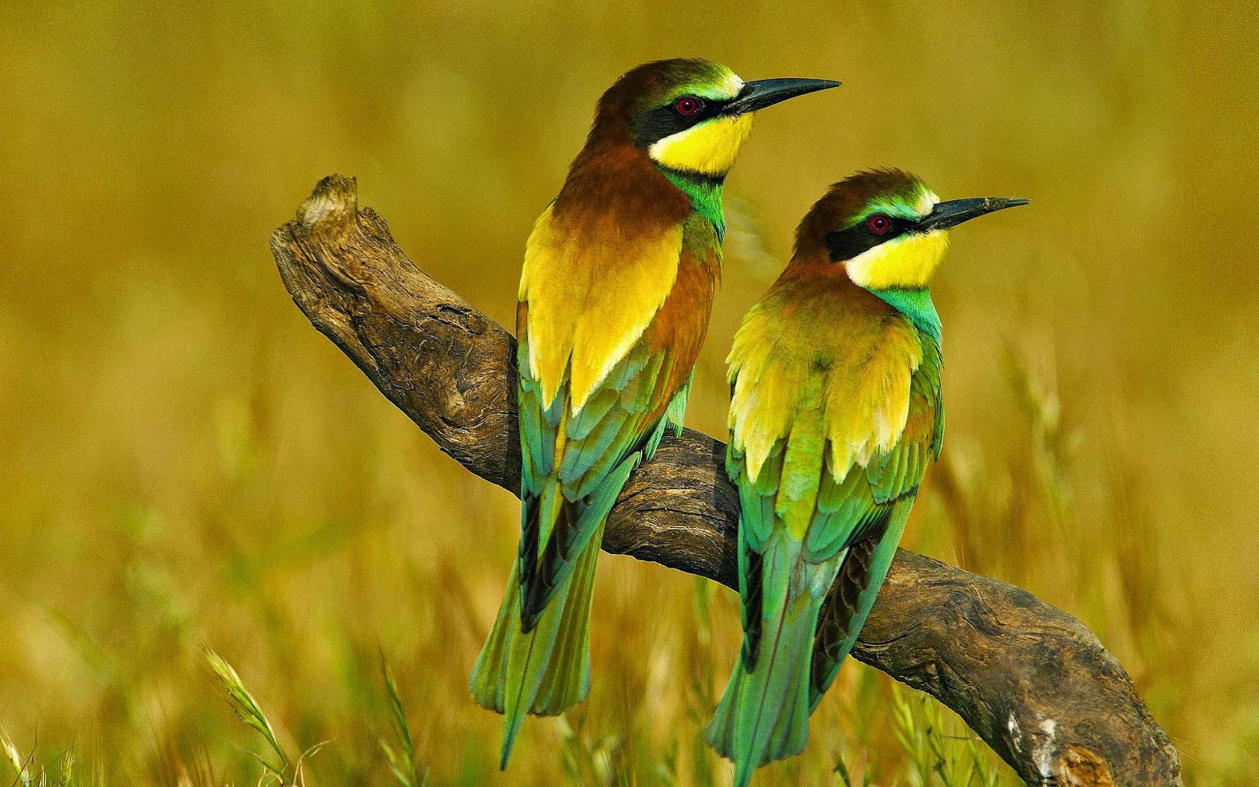 Colorful Birds Wallpapers - Top Free Colorful Birds Backgrounds ...