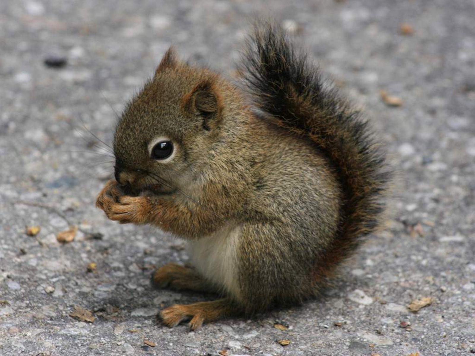 1600x1200 Cute Baby Animals Wallpaper