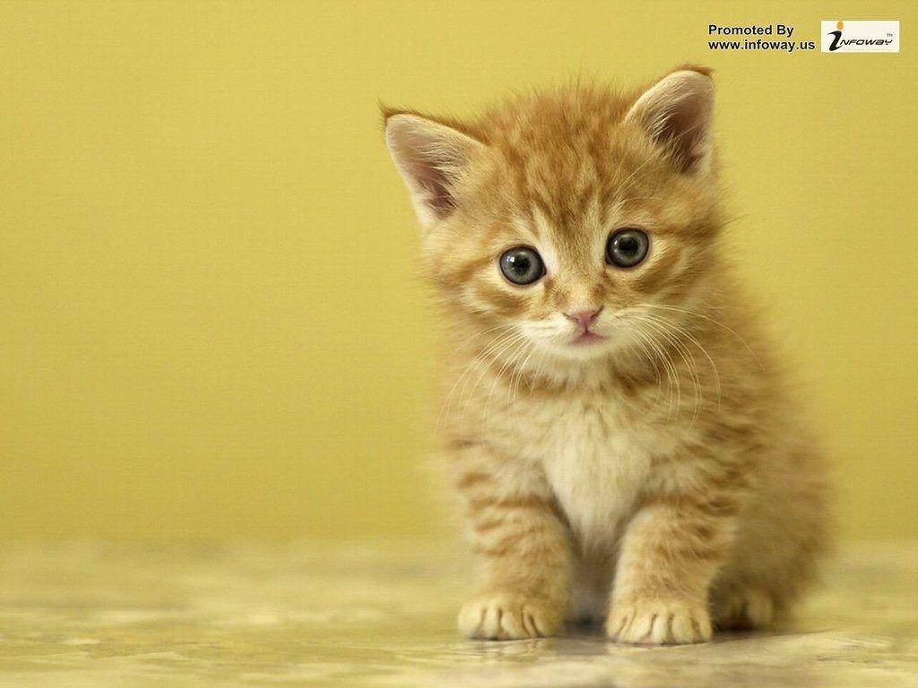 Cute Animal Baby Wallpapers Top Free Cute Animal Baby Backgrounds