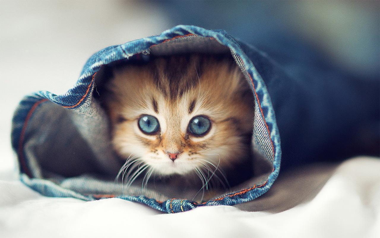 1280x800 Cutest Animal Ever Wallpaper