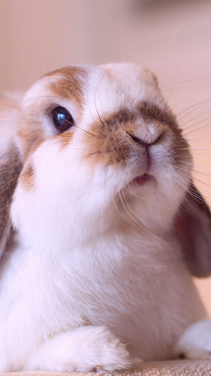 720x1280 animals, baby, baby bunny, background, beautiful, beauty, bunny, cute animals, cute baby, cute bunny, iphone, nature, photo, pink, purple, still life, wallpaper, wallpaper, we heart it, wallpaper iphone, pastel color, beautiful animals