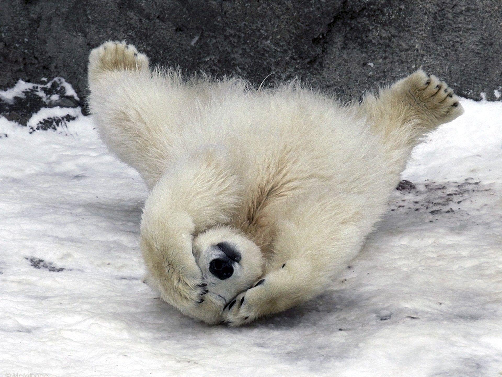 1920x1440 Polar, Pet Image, animals, Baby, Cute, Animal Wallpaper Bears, Animals, Wildlife