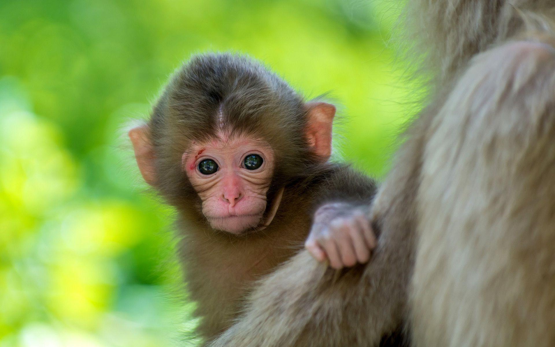1920x1200 Free download Cute monkey baby animal wallpaper HD Wallpaper Rocks [1920x1200] for your Desktop, Mobile & Tablet. Explore Cute Monkey Wallpaper. Baby Monkey Wallpaper, Cute Monkey Wallpaper Desktop, Puppy