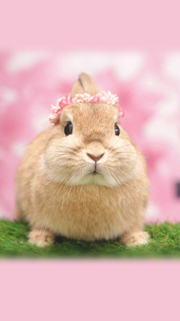720x1280 animals, baby, baby bunny, background, beautiful, beauty, bunny, cute animals, cute baby, cute bunny, cutie, iphone, nature, soft, still life, wallpaper, wallpaper, we heart it, wallpaper iphone, pastel color, beautiful animals, wallpaper