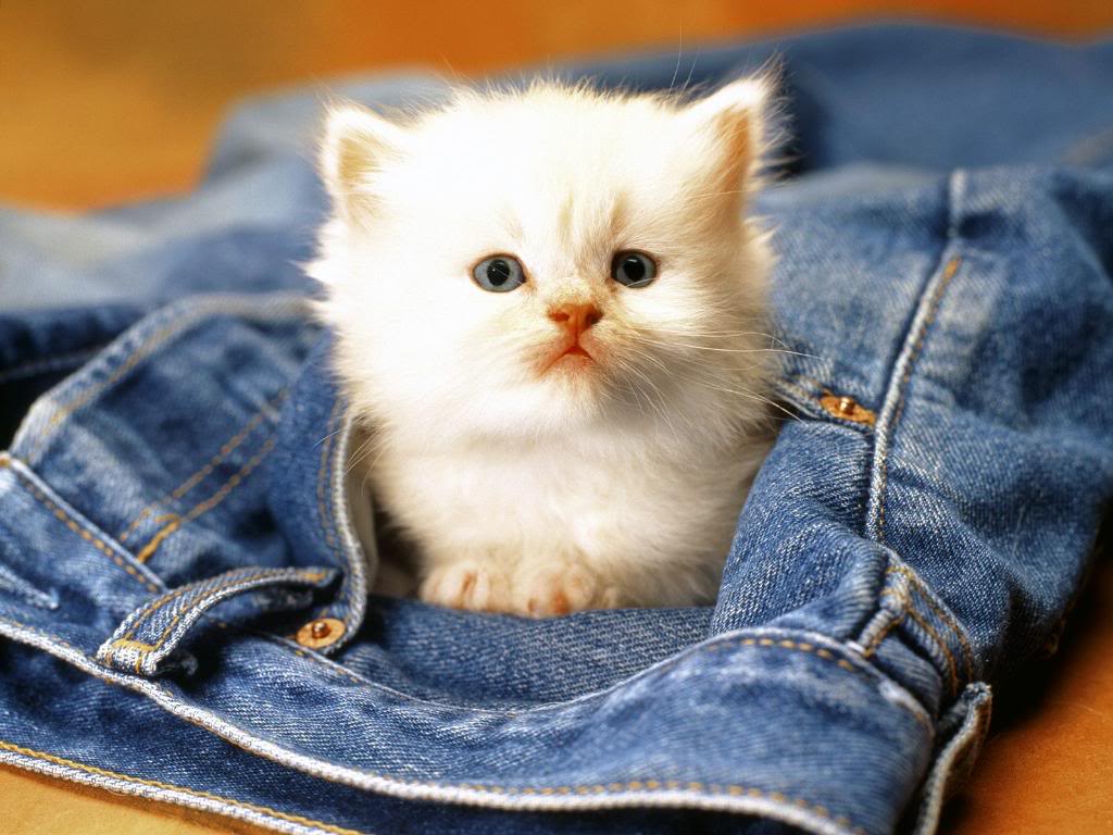 1024x768 Funny Animals Zone: Cute Baby Animals Wallpaper