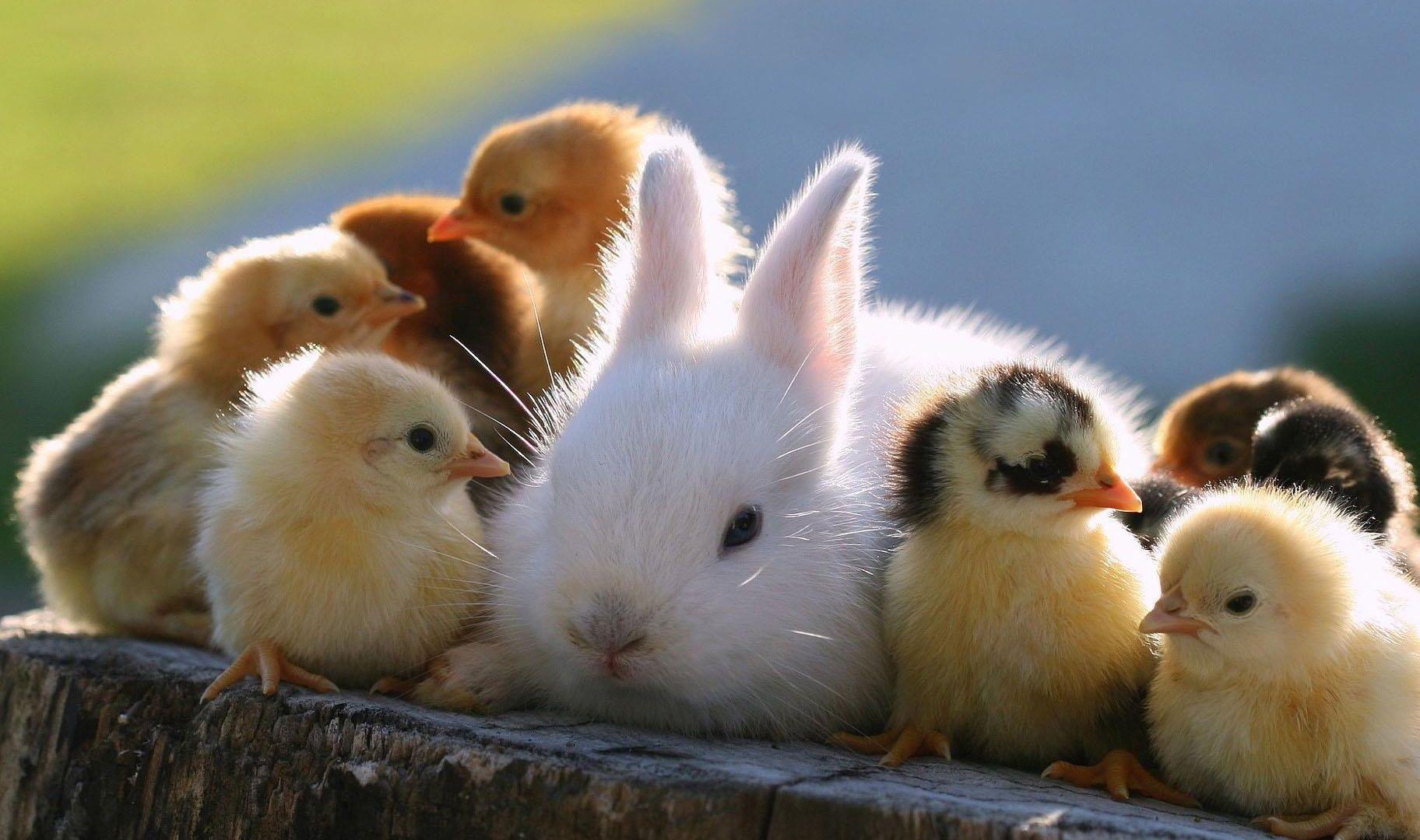 1824x1080 Baby Animal Wallpaper HD Image