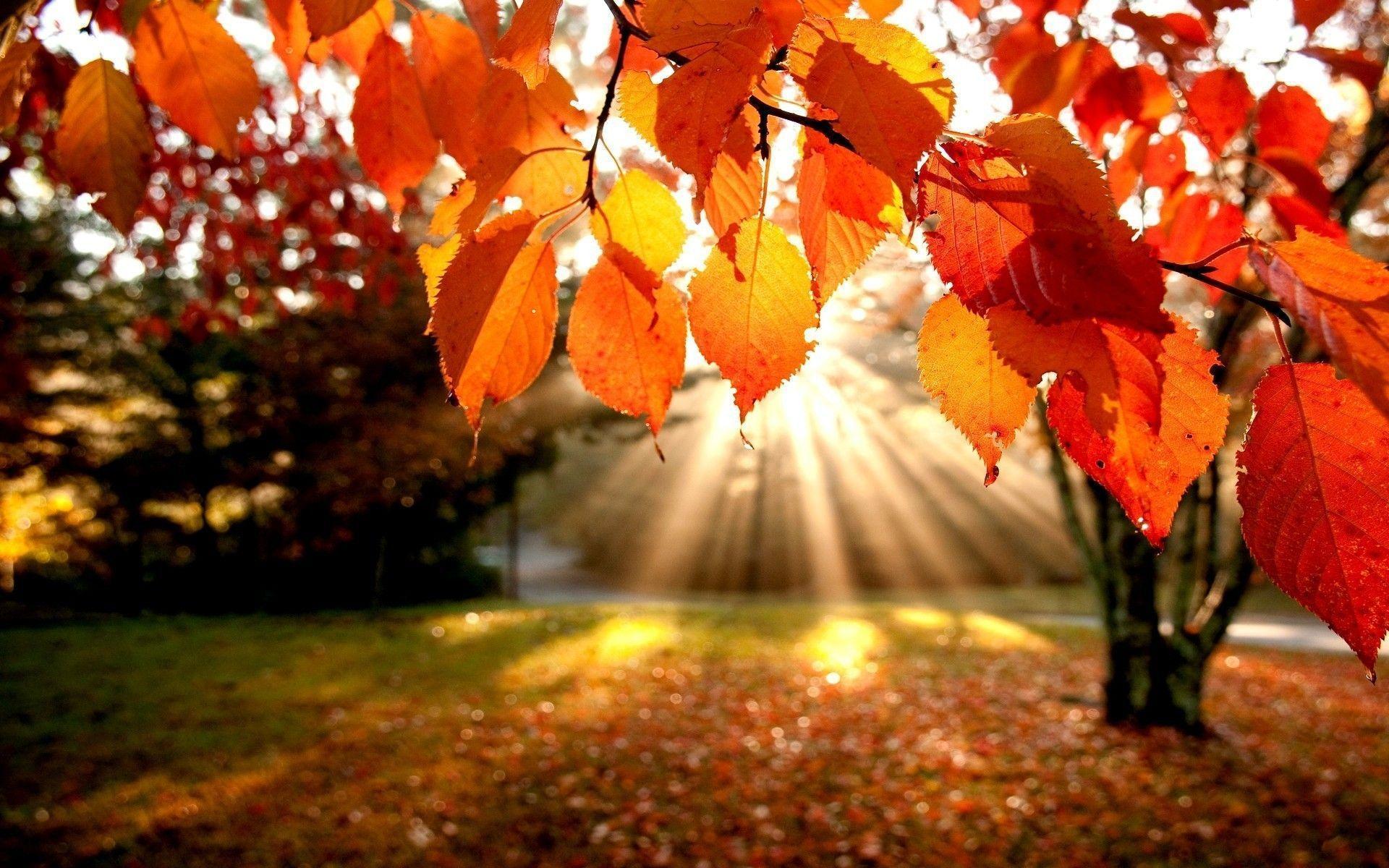 Fall Leaves Desktop Wallpapers - Top Free Fall Leaves Desktop Backgrounds -  WallpaperAccess