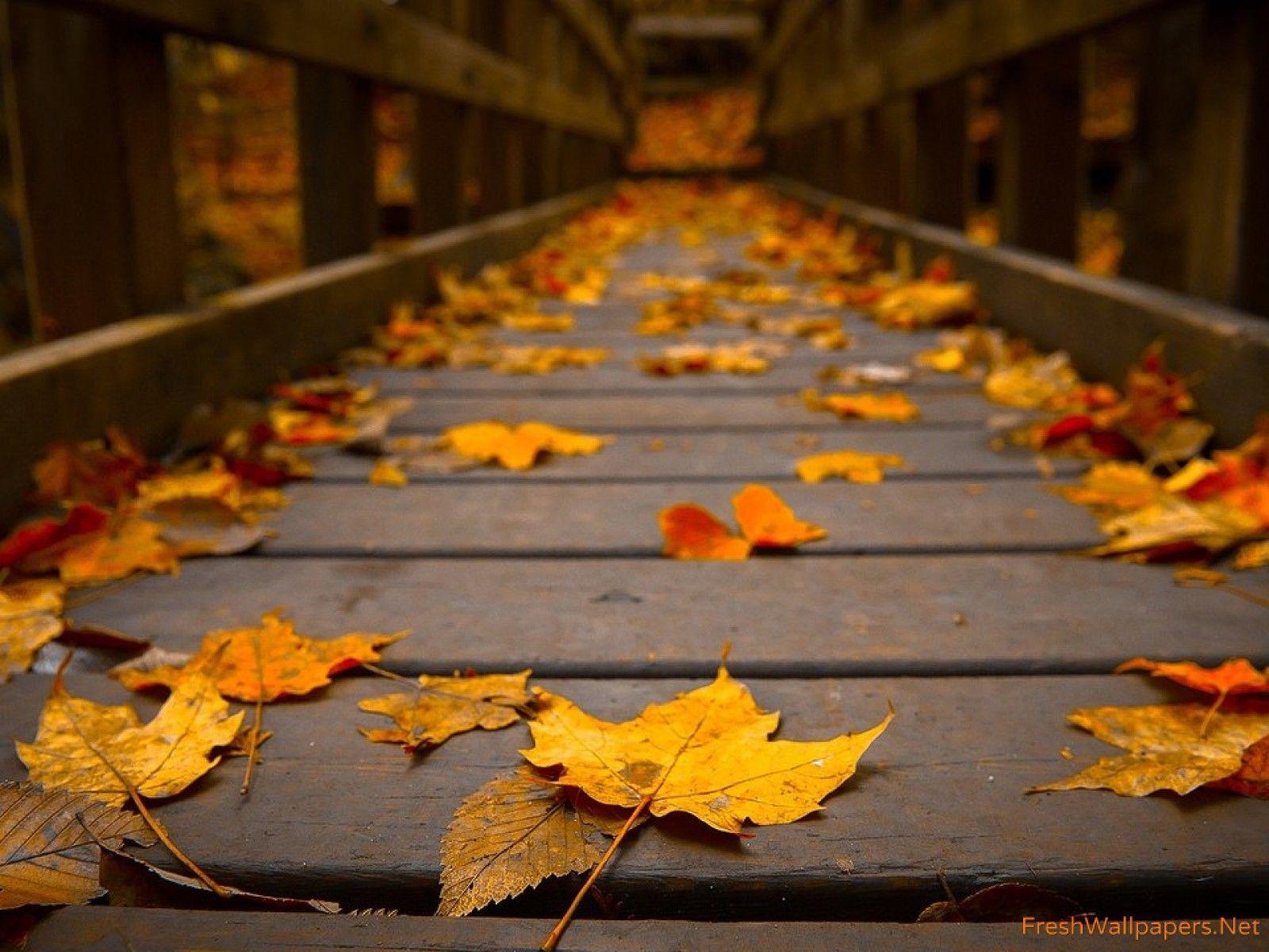 Download wallpapers autumn leaves with water drops yellow leaves autumn  leaves background yellow leaves background autumn background for desktop  free Pictures for desktop free