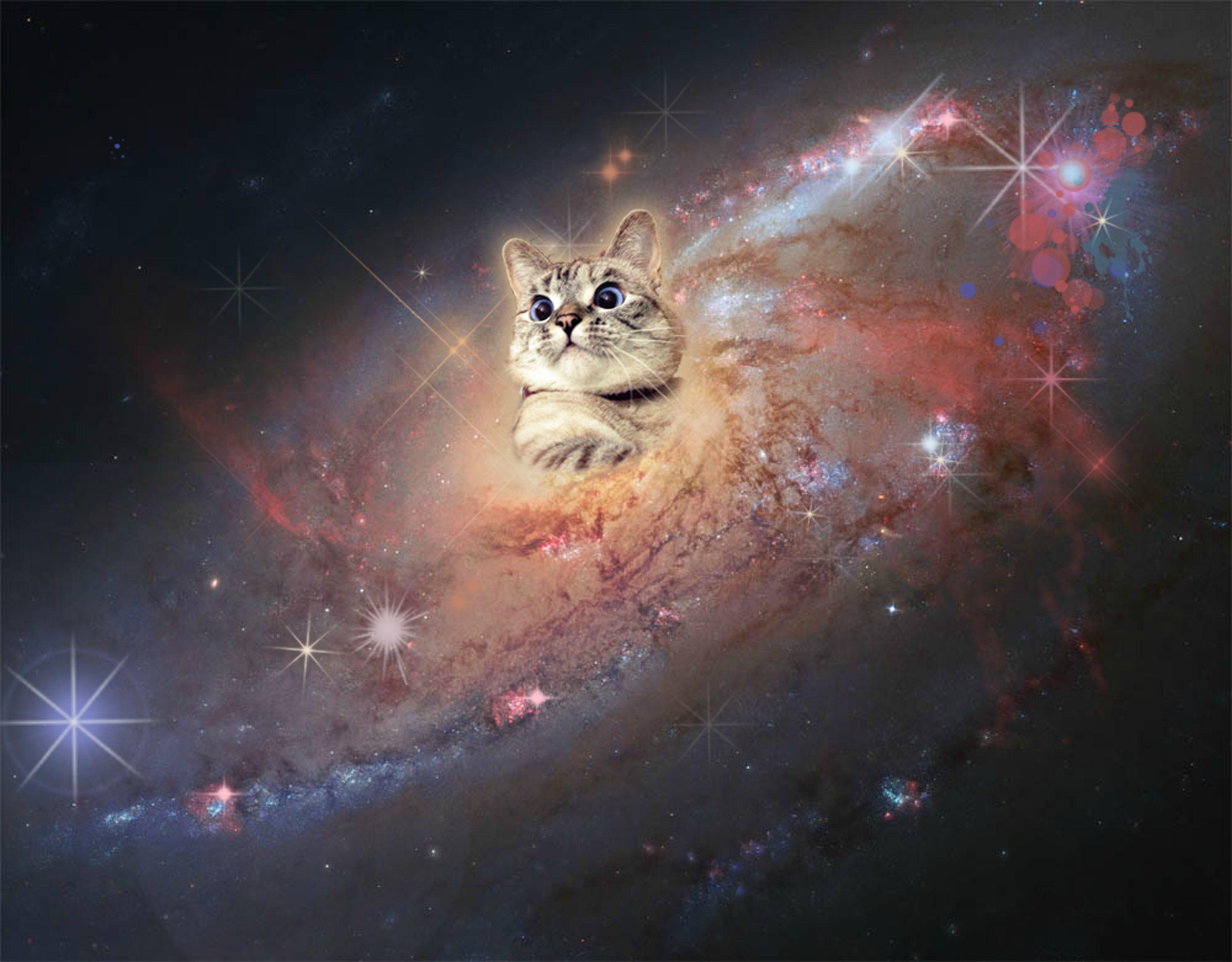 Space Cat HD Wallpapers - Top Free Space Cat HD Backgrounds