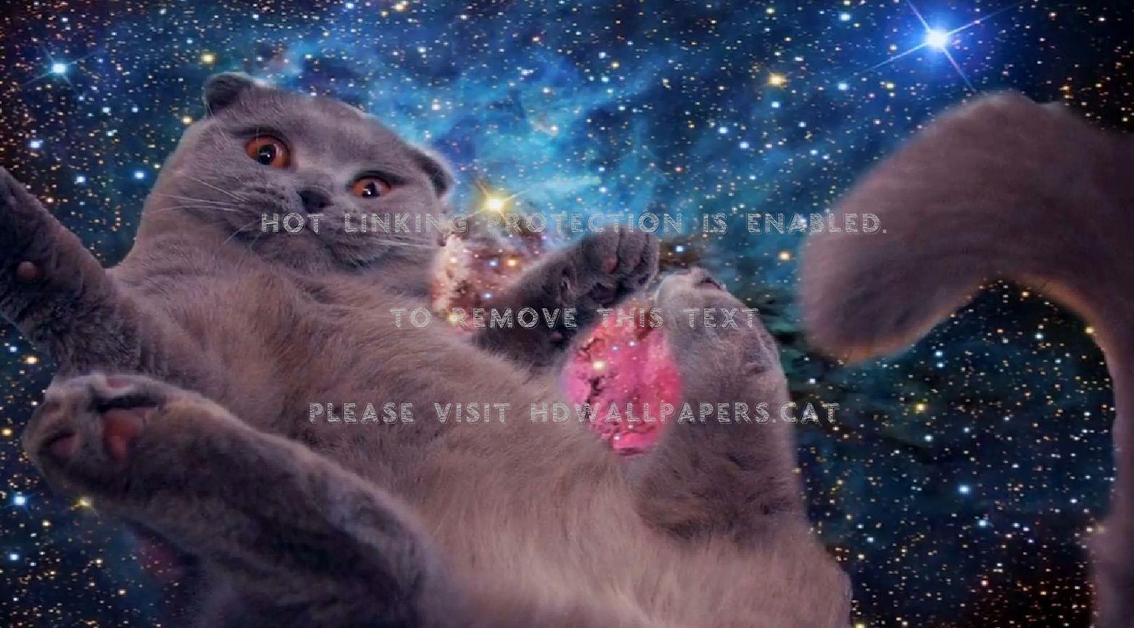 1651x914 con mèo không gian màu cam xanh du hành sao