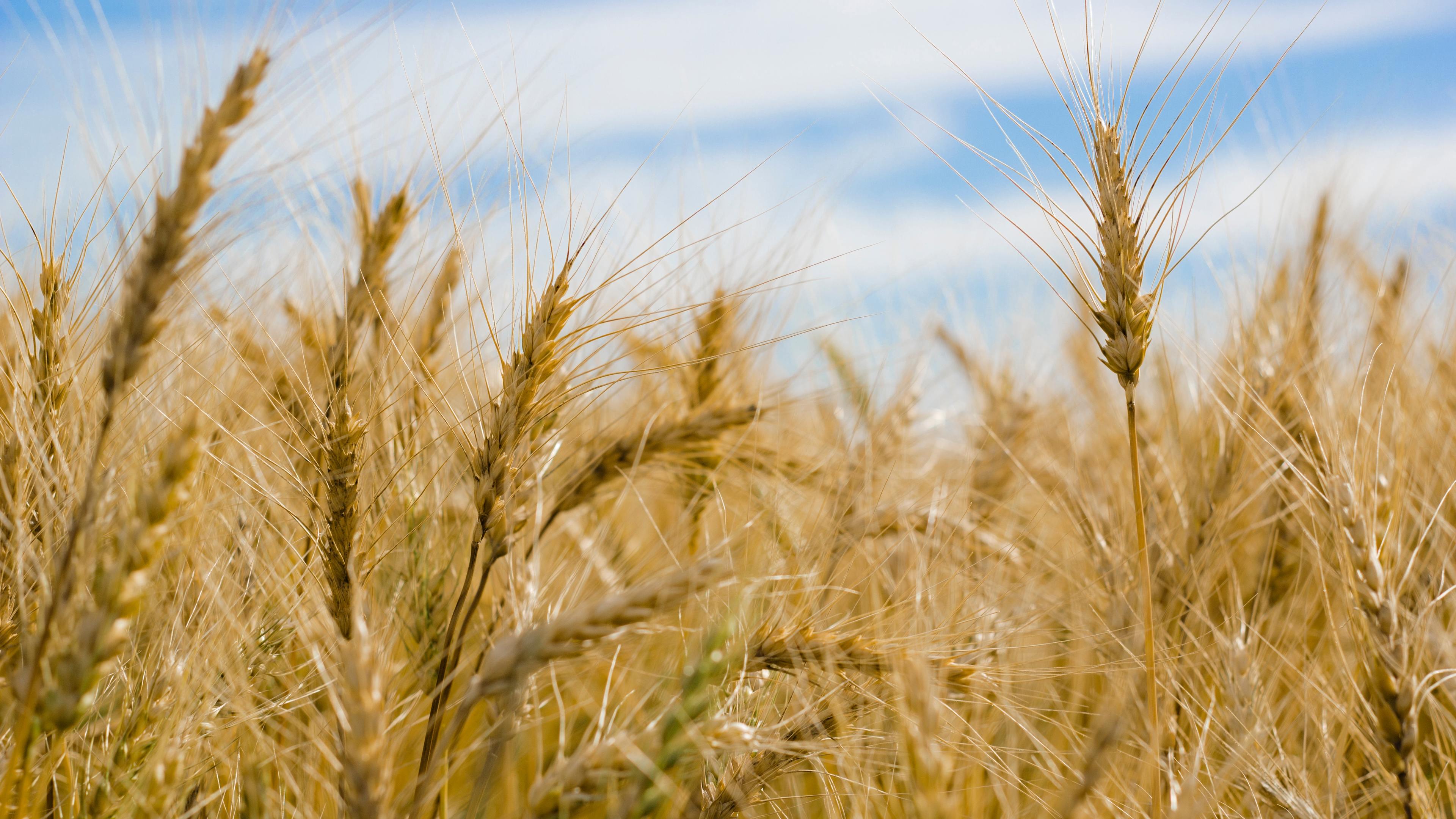 3840x2160 Wallpaper 4k Dry Wheat Farm 4k 4k Wallpaper, 5k Wallpaper, Farm