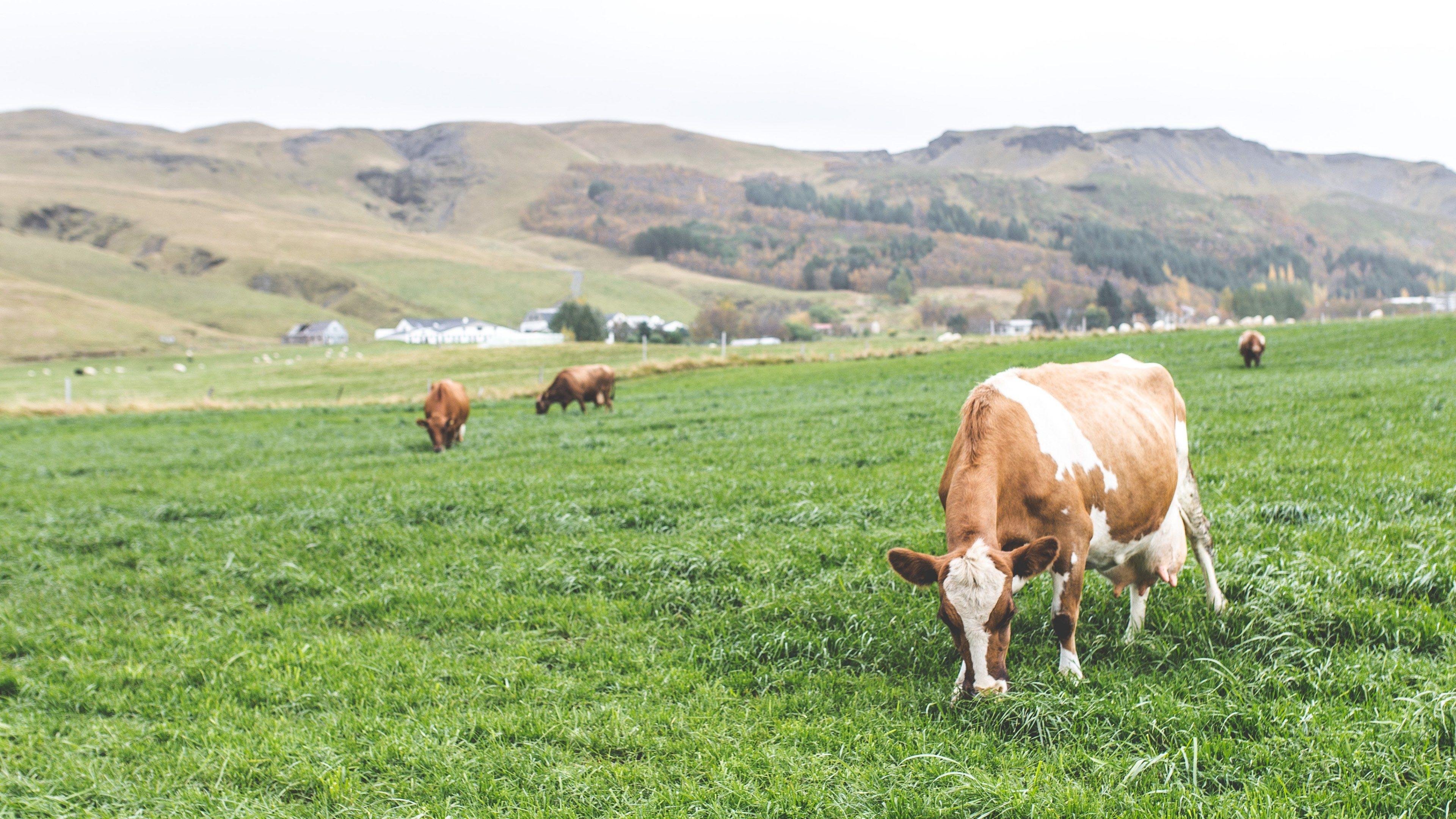 3840x2160 cow travel farm and mountain HD 4k wallpaper and background