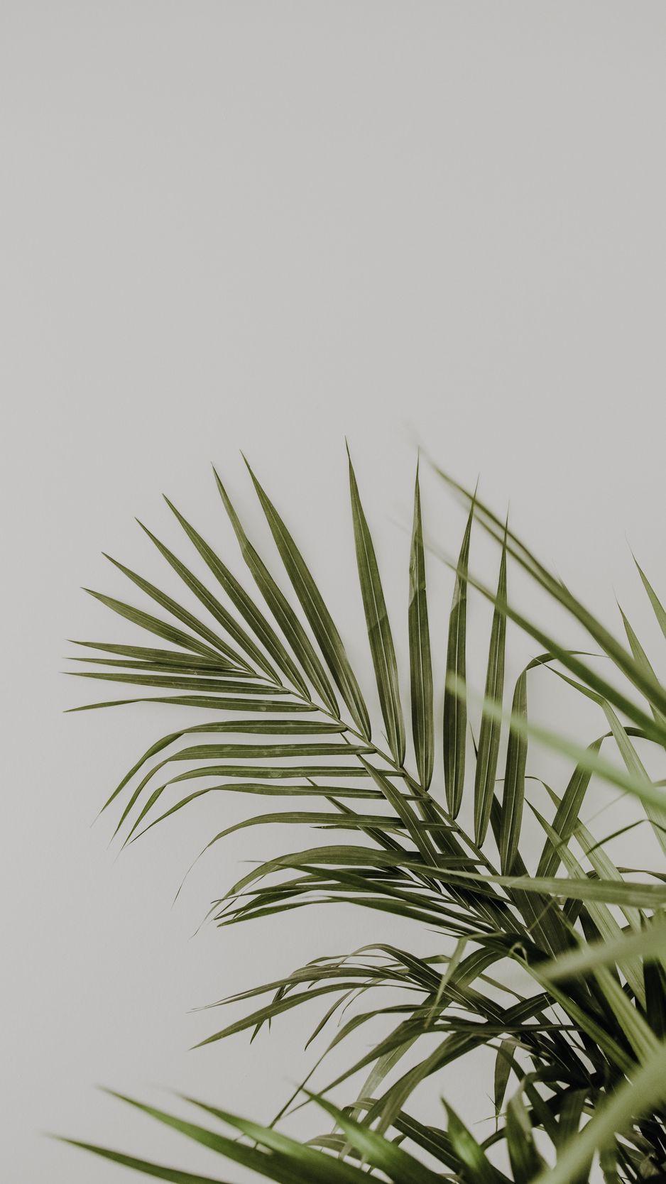 Minimalist Plant Desktop Wallpapers - Top Free Minimalist Plant Desktop