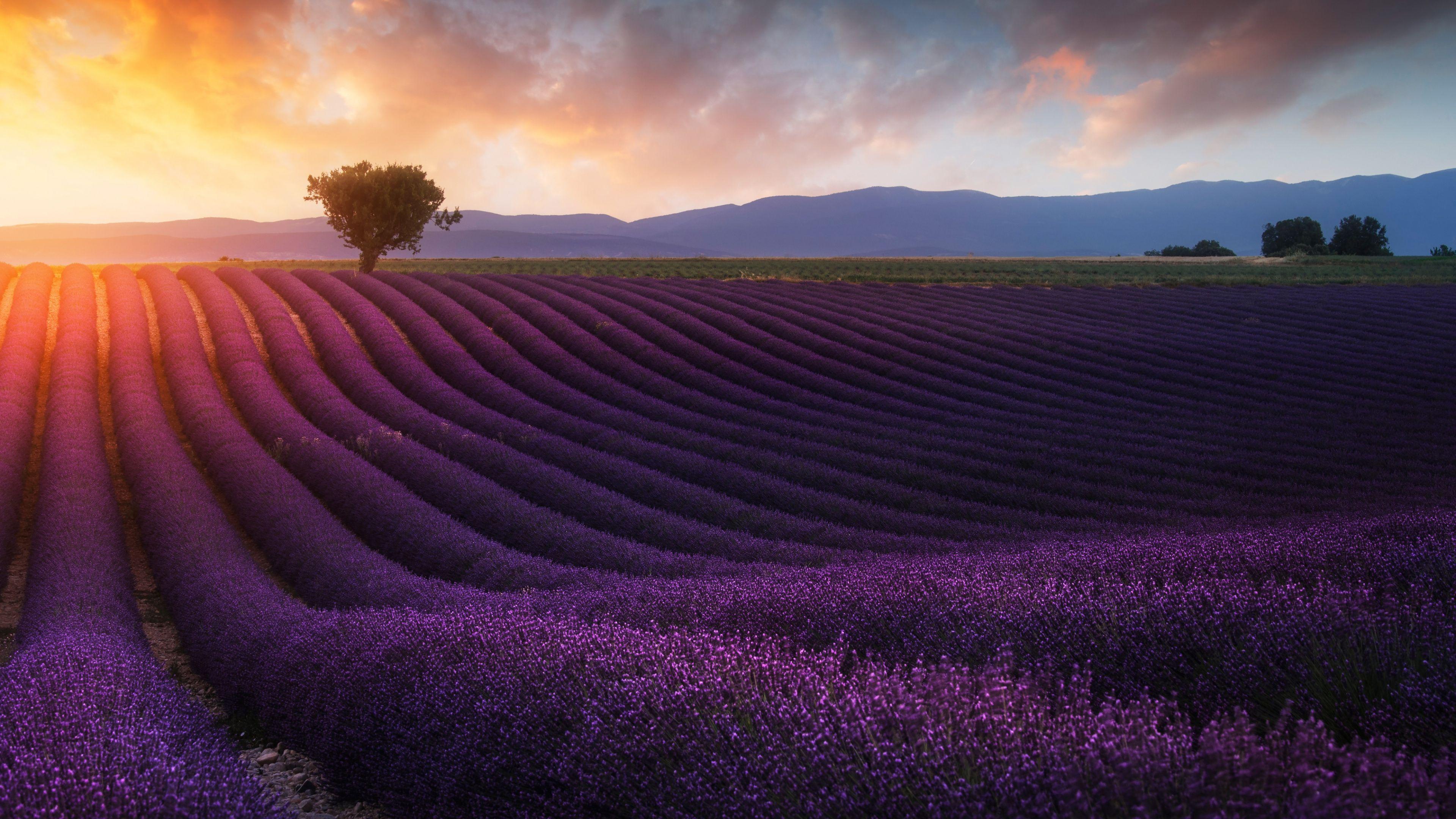 3840x2160 Download Lavender farm, sunrise, landscape wallpaper, 3840x2160