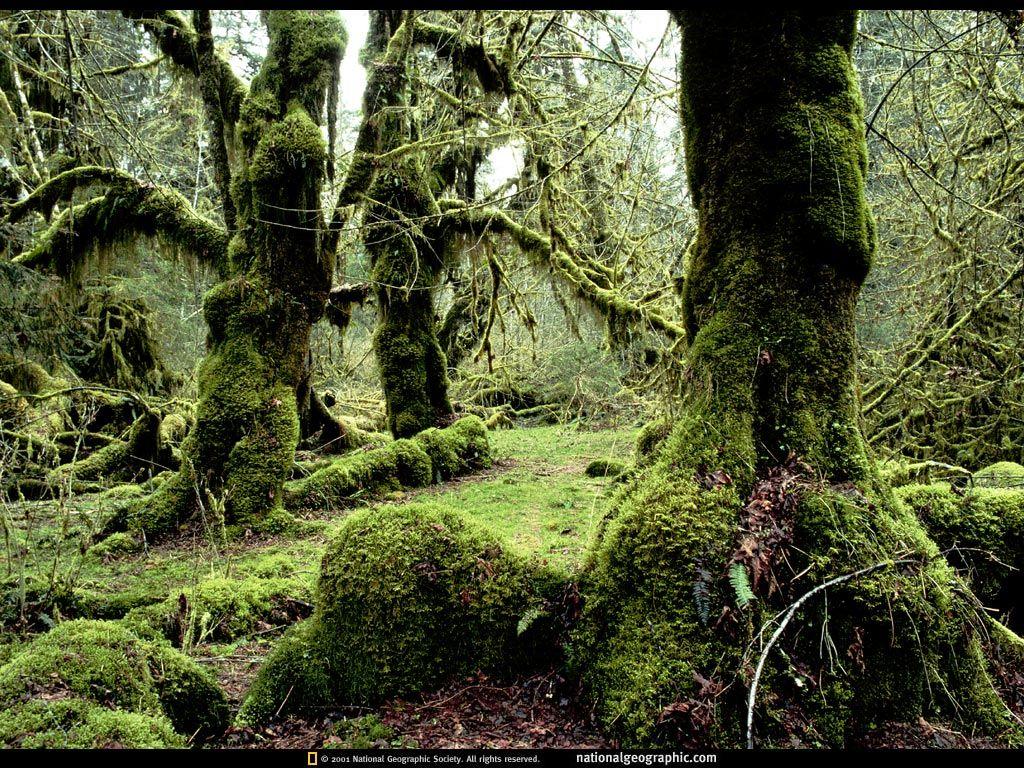 1024x768 Index Of PRESENTACII PICTURES National Geographic