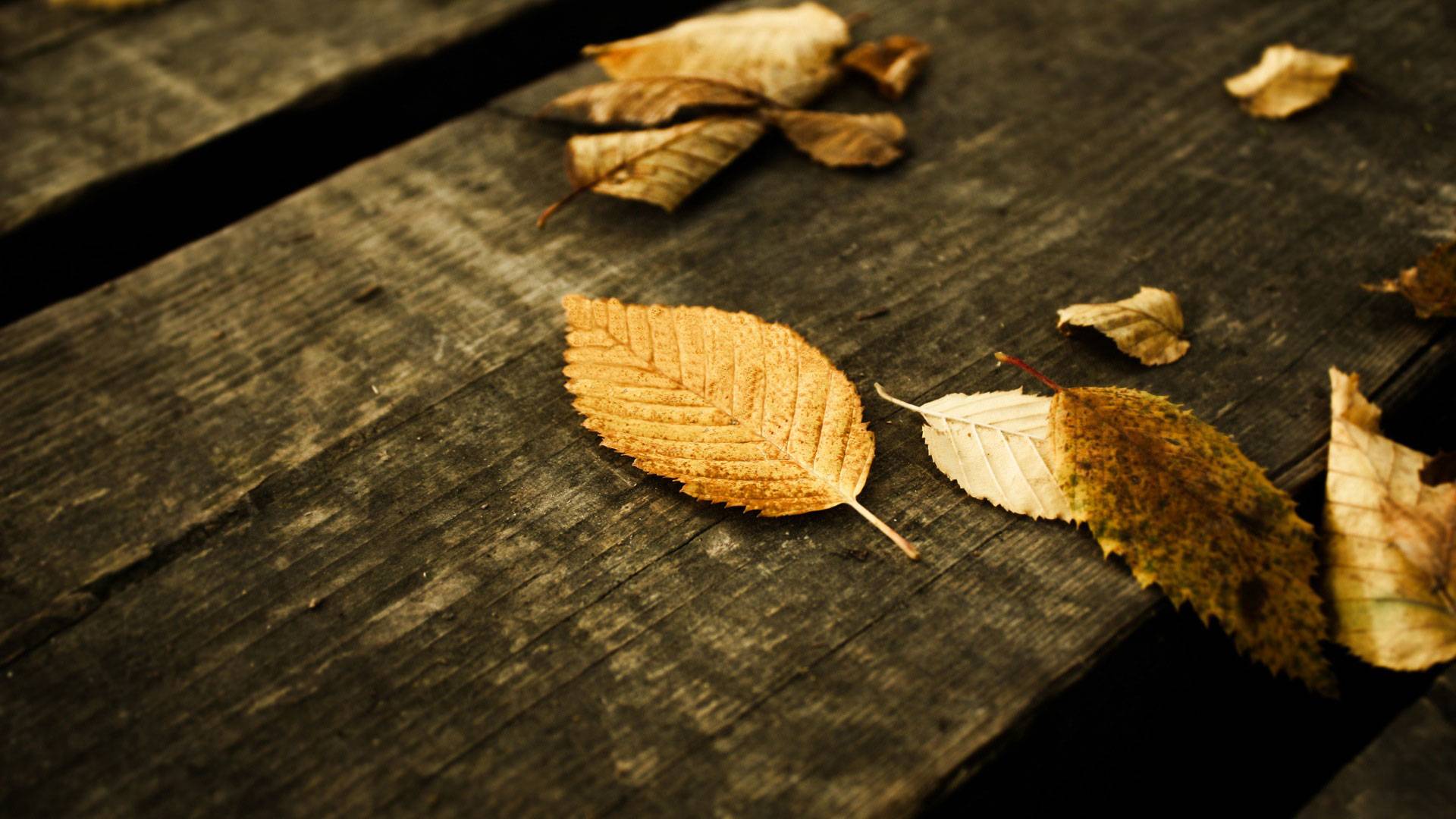 1920x1080 Fall Leaf Background