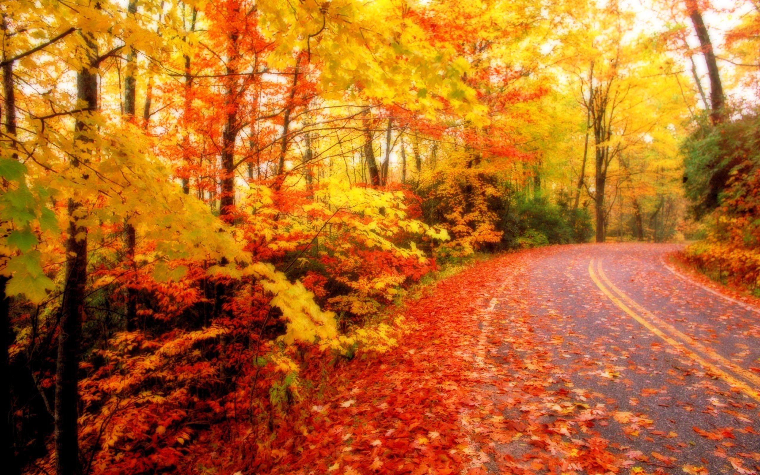 2560x1600 Fall Leaves Wallpaper HD