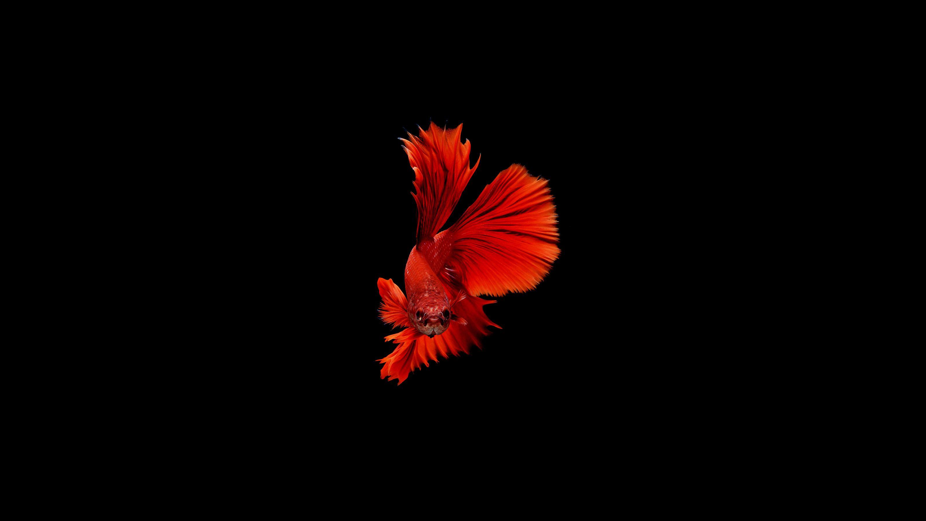 Betta Wallpapers - Top Free Betta Backgrounds - WallpaperAccess