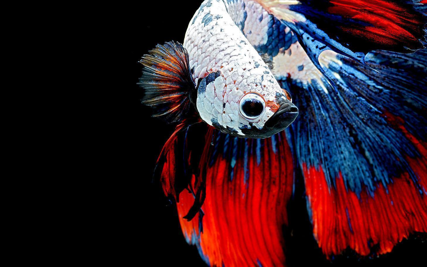 Betta Wallpapers - Top Free Betta Backgrounds - WallpaperAccess