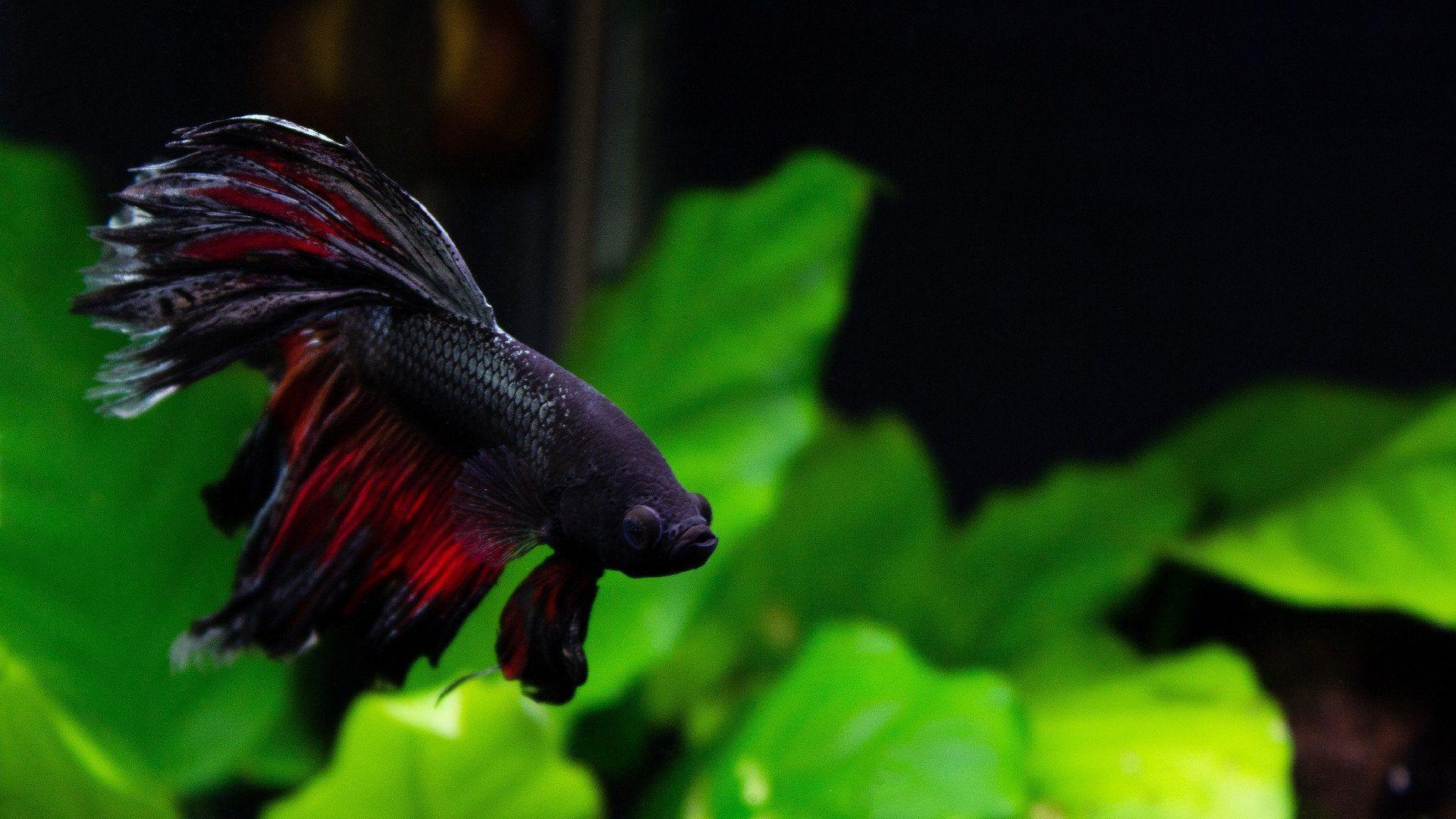 1920x1080 Daredevil, My Delta Tail Betta (1920x1080)