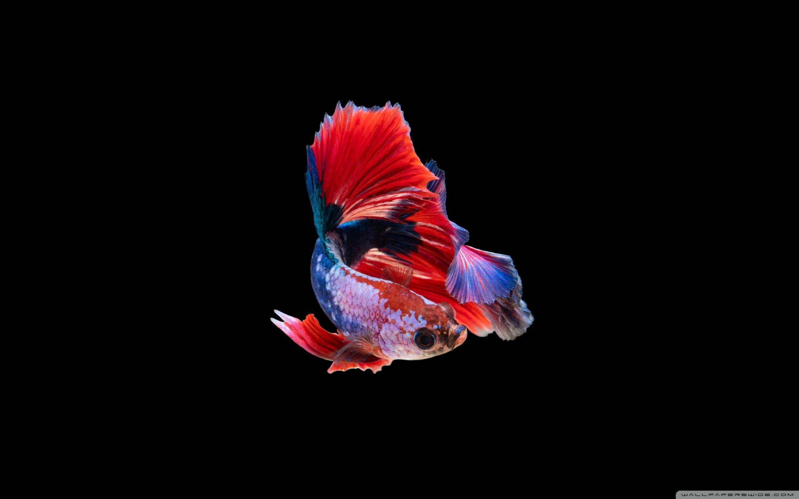 2560x1600 WallpaperWide.com. High Resolution Desktop Wallpaper tagged