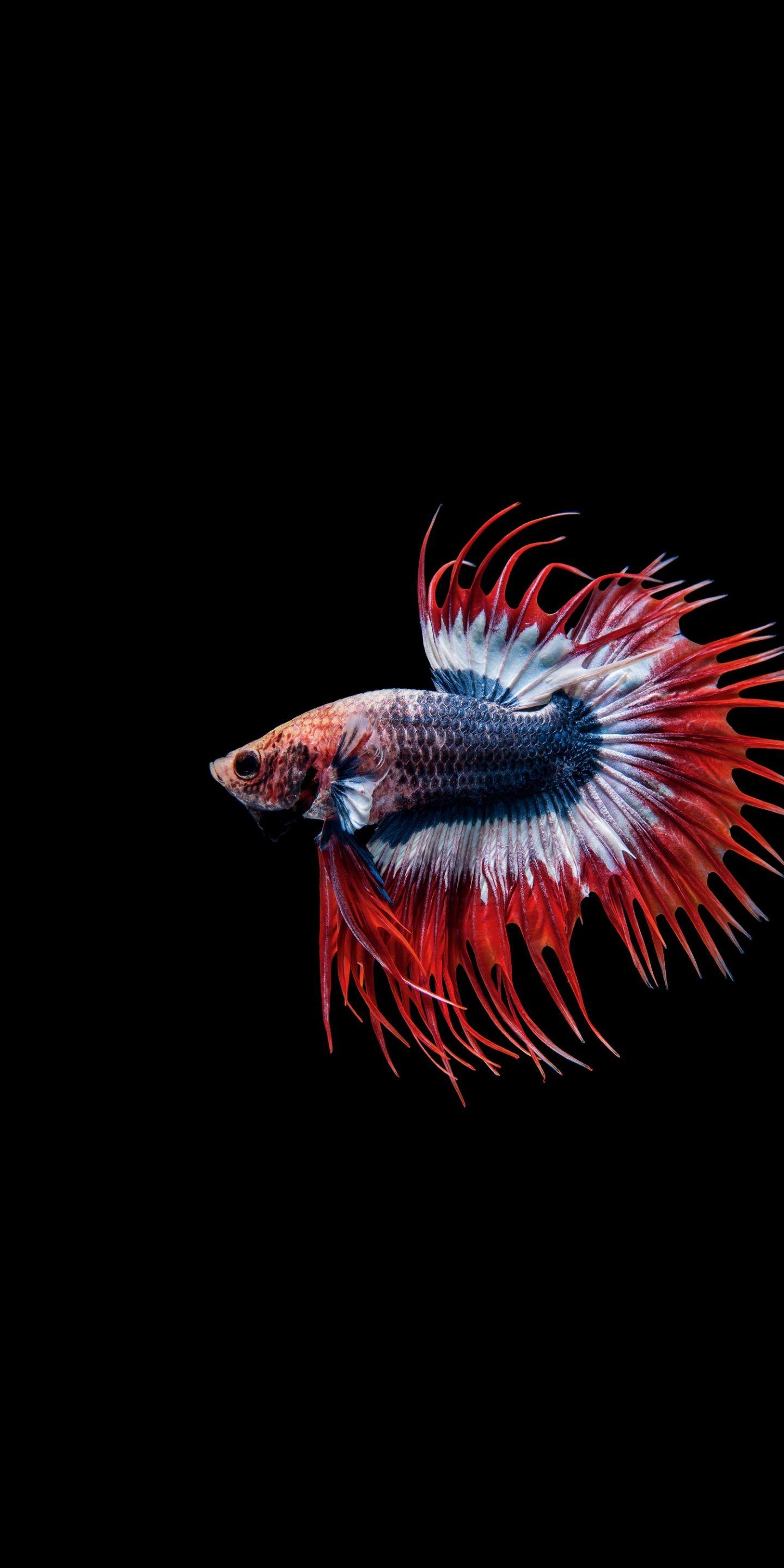 1440x2880 Download Betta fish, Siamese fighting fish, close up wallpaper