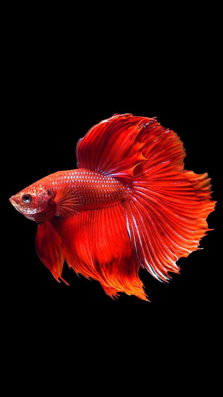 720x1280 Bettafish wallpaper f11 note 10 wall 72 720x1280 2600000001