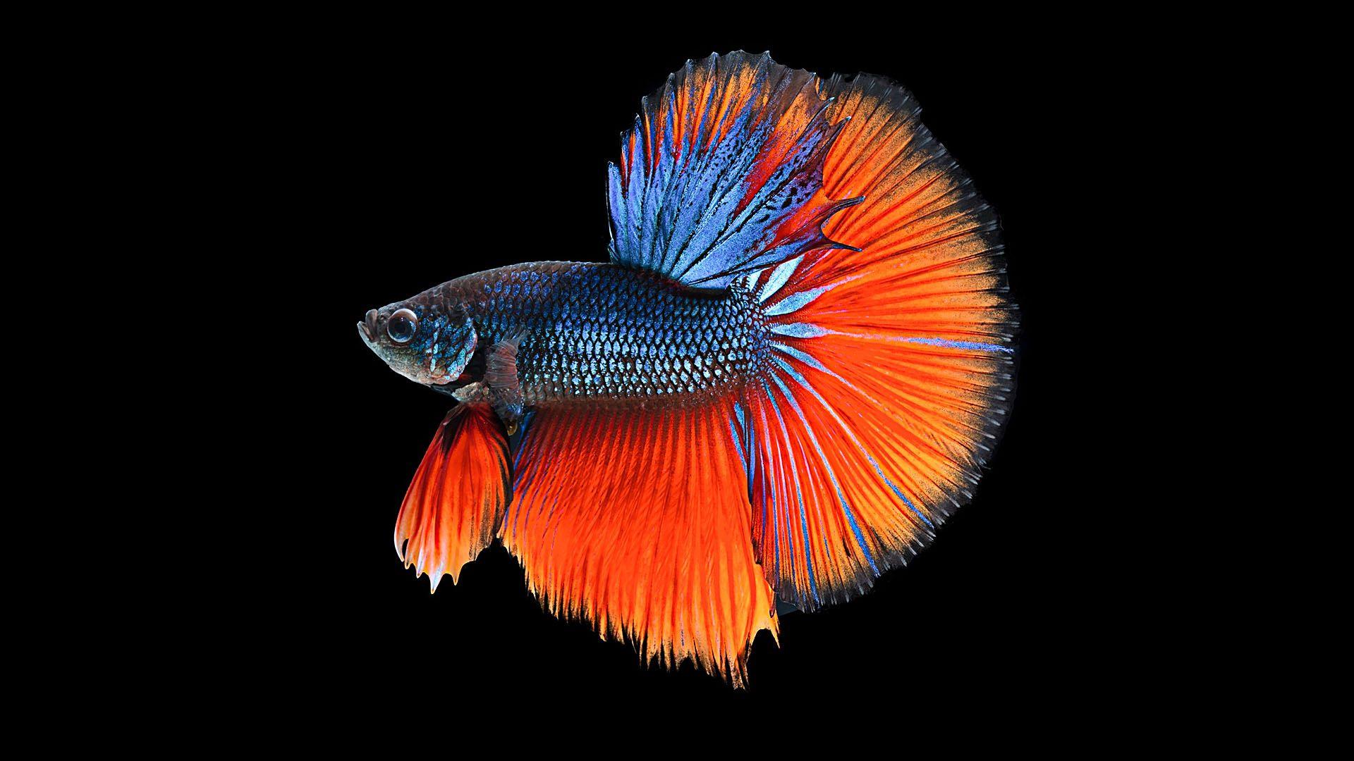 Betta Wallpapers - Top Free Betta Backgrounds - WallpaperAccess