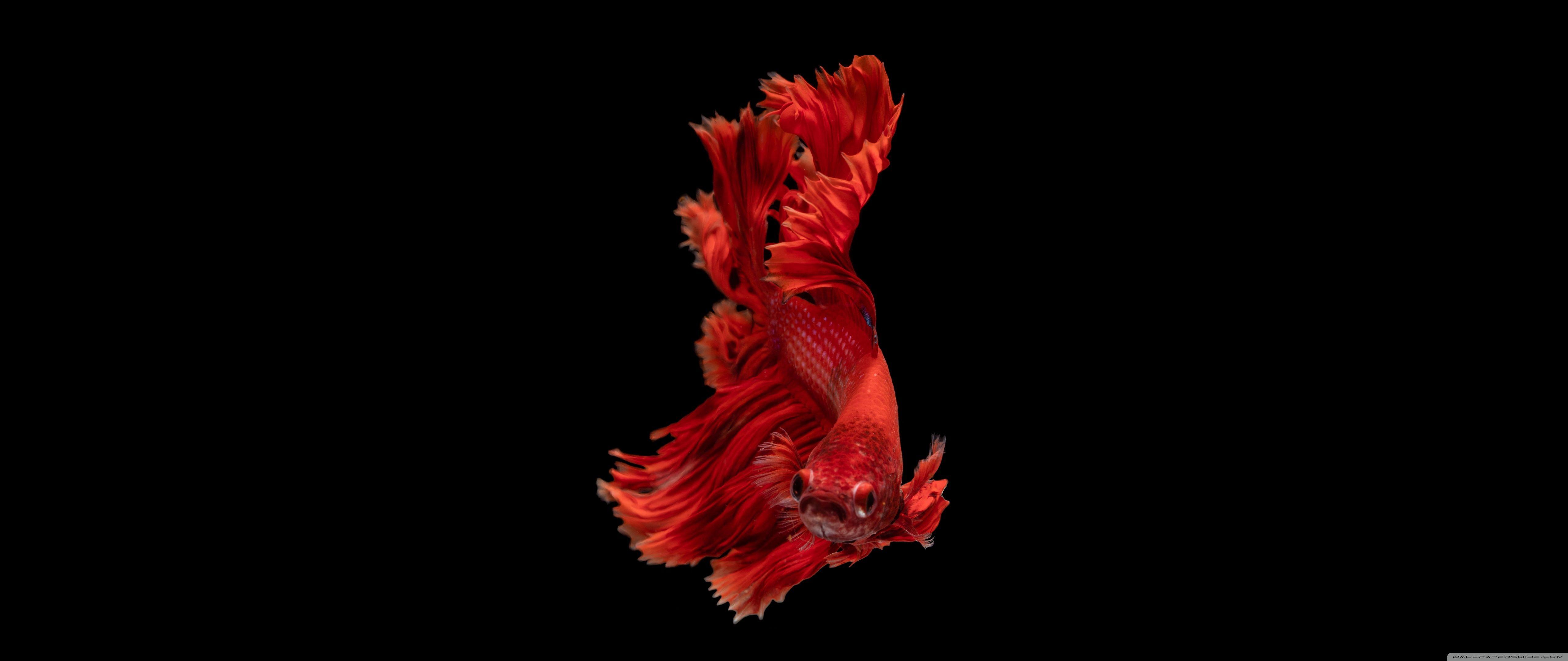 Betta Wallpapers - Top Free Betta Backgrounds - WallpaperAccess
