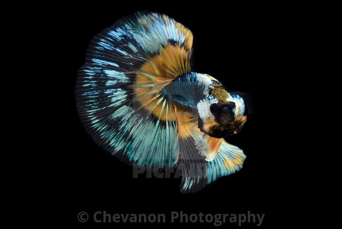 1120x748 The Art Of Siamese Fighting Betta Fish Movement Black