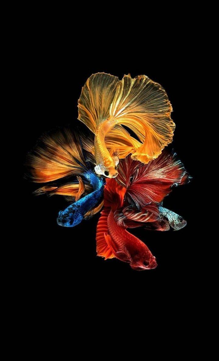 720x1187 Betta Fish
