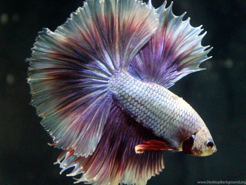 Betta Wallpapers - Top Free Betta Backgrounds - WallpaperAccess
