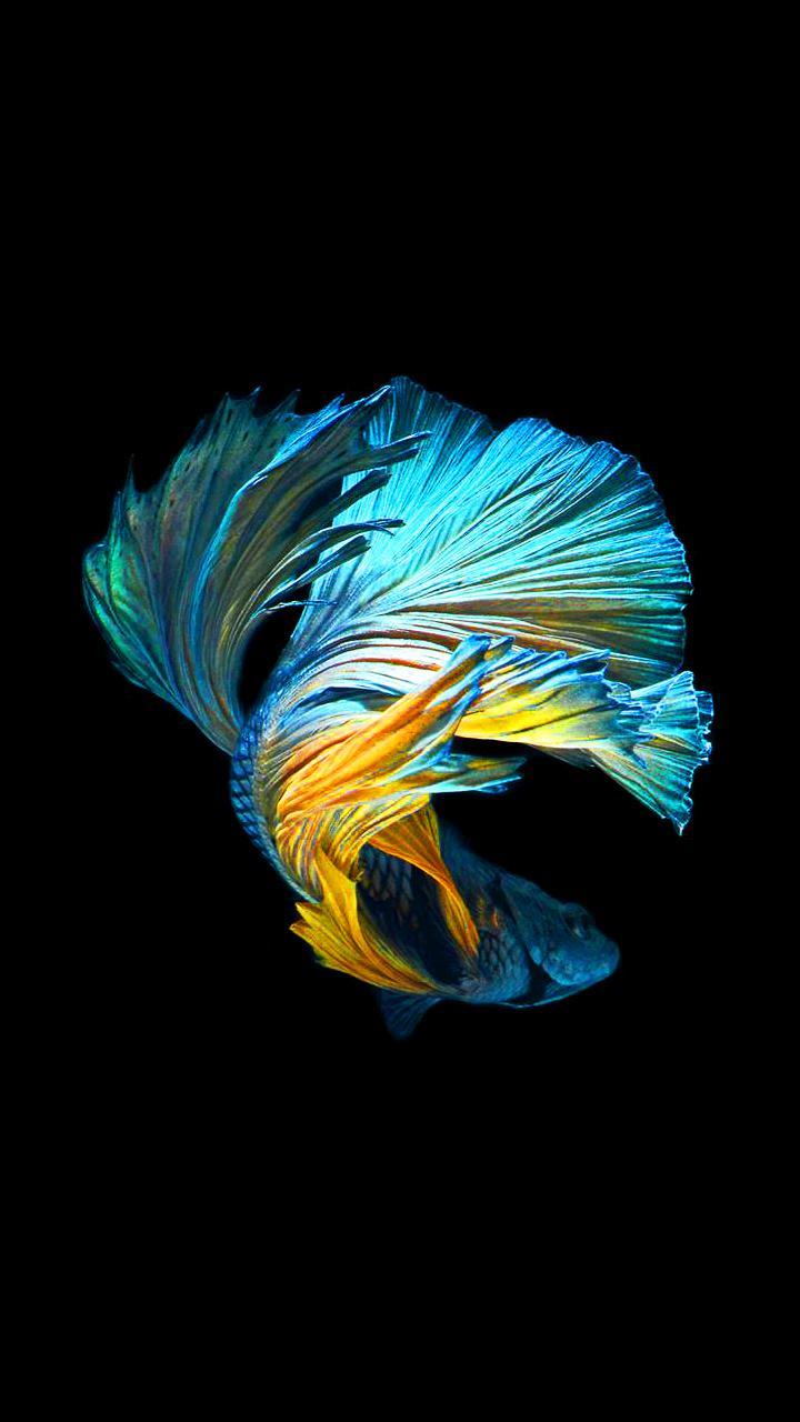 720x1280 Bettafish wallpaper f11 note 10 wall 78 720x1280 2600000001