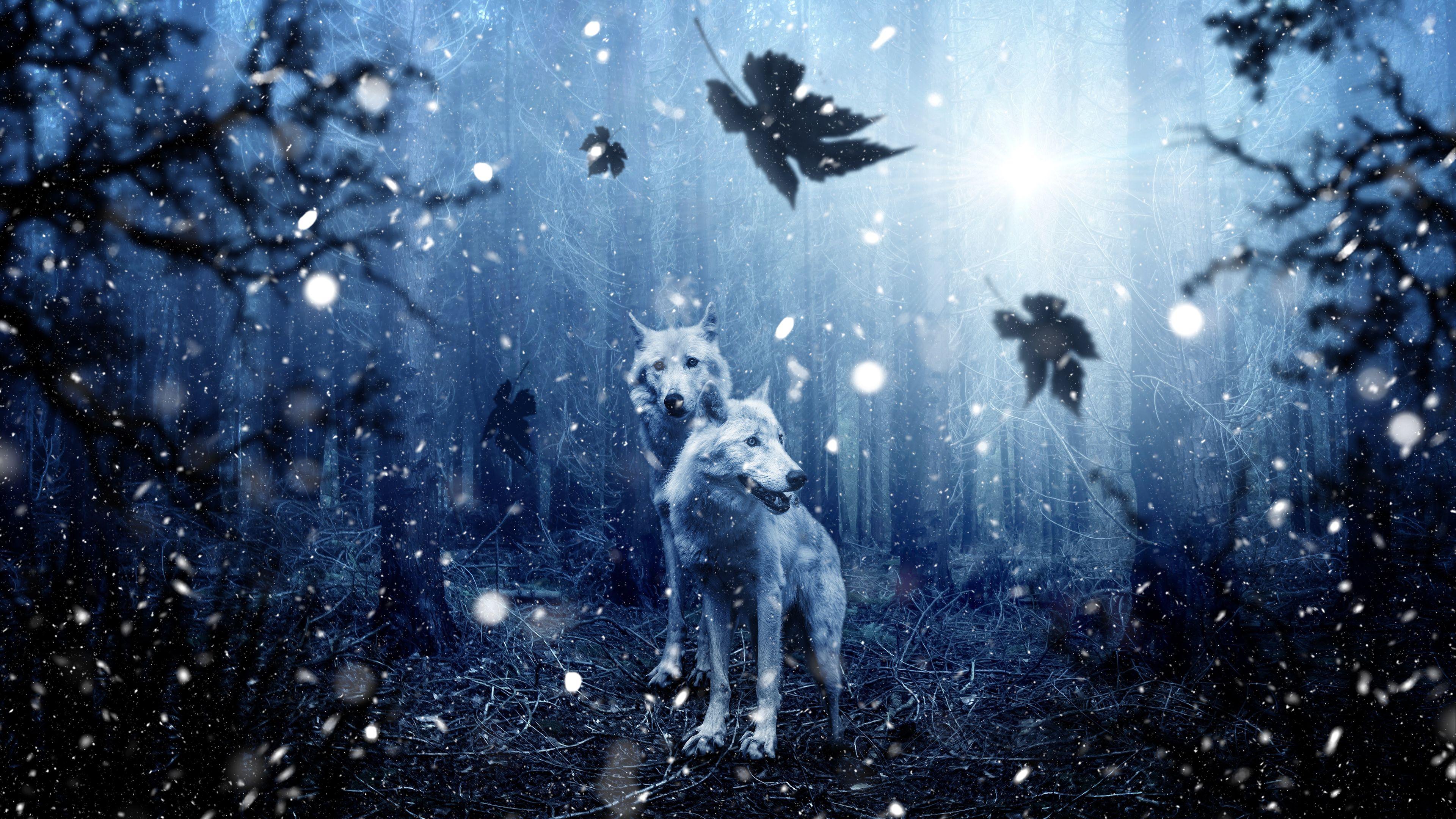 3840x2160 4K Winter Wolves Wallpaper HD