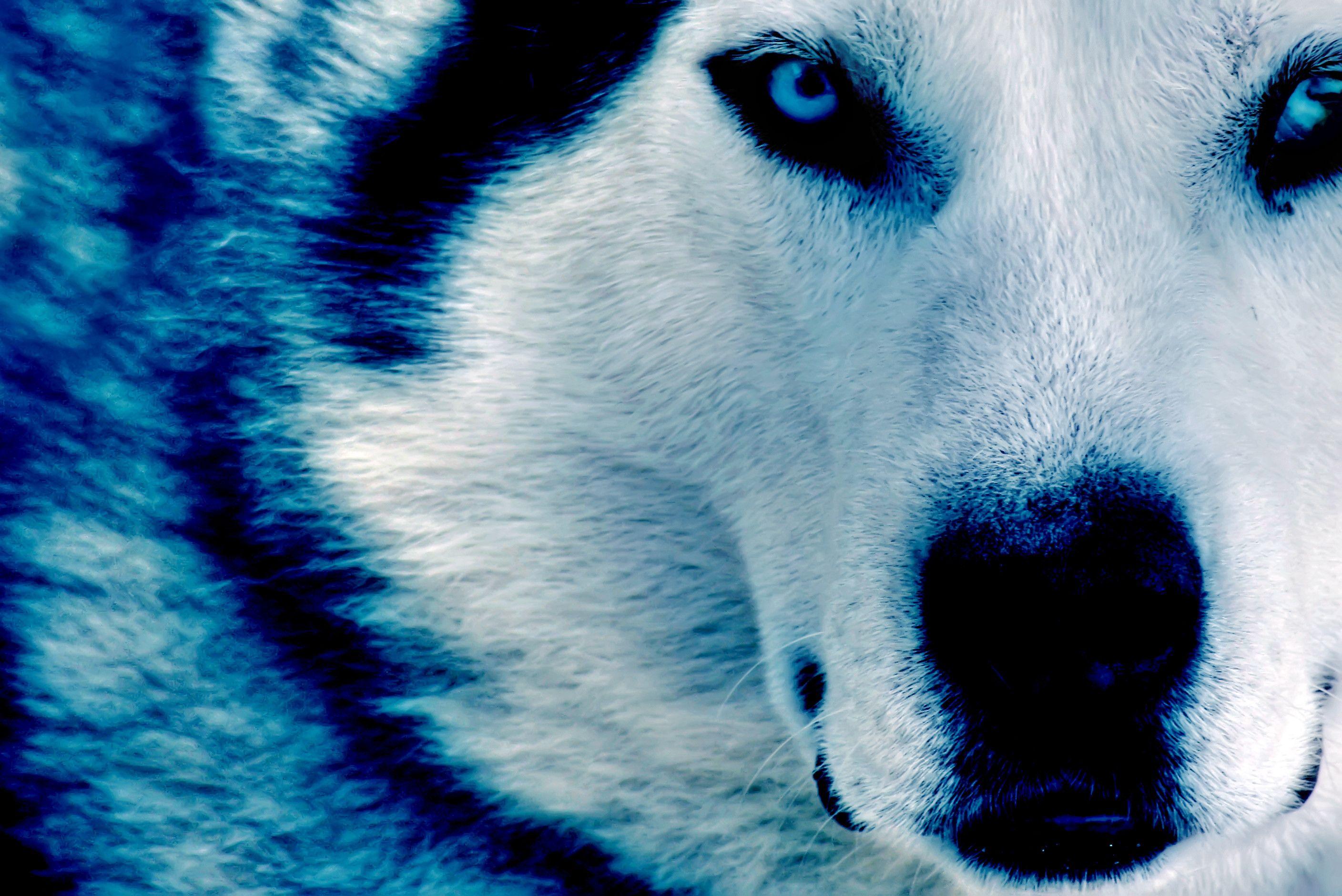 2816x1880 Cool Picture of Wolves