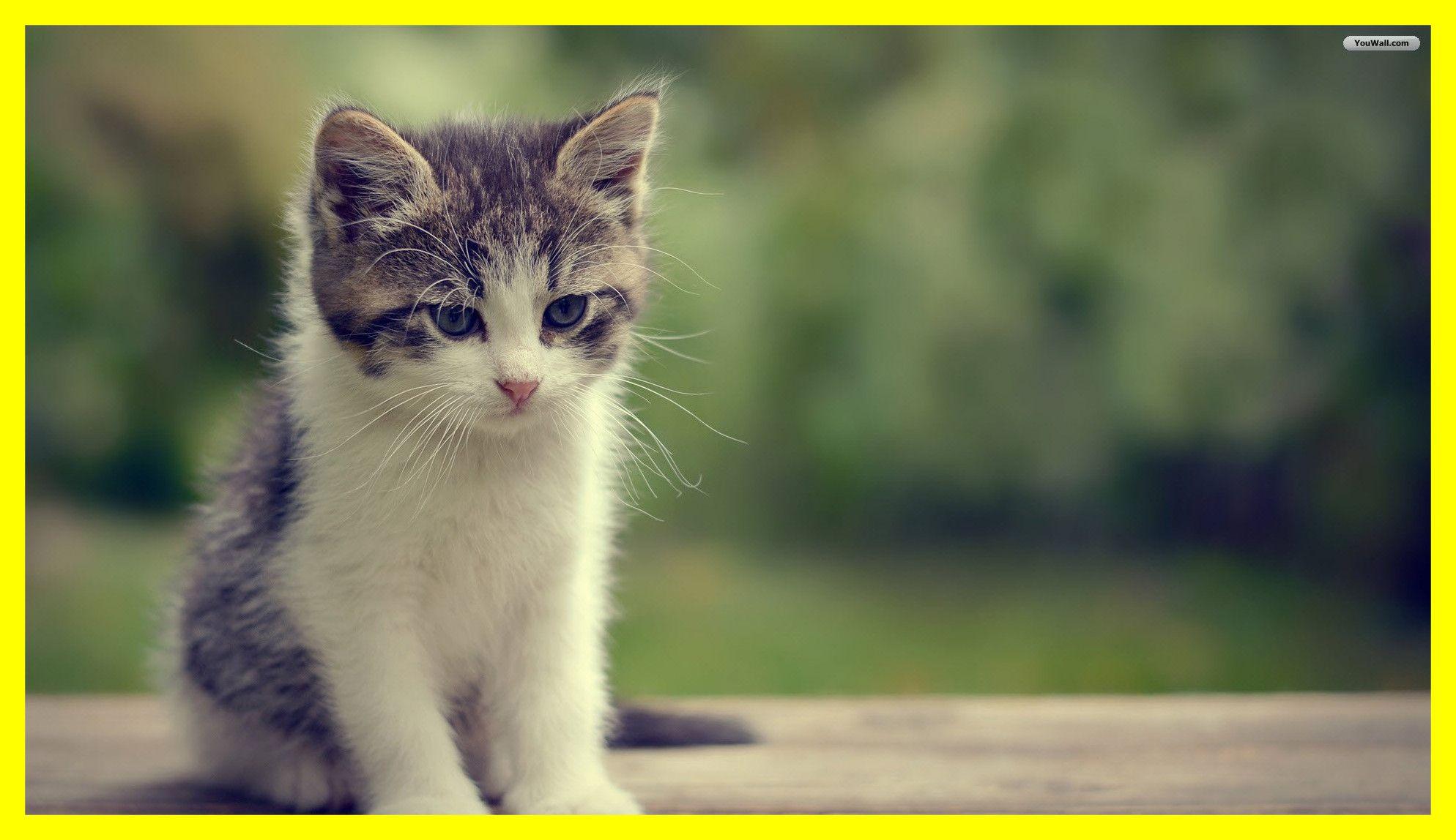 Cute Savage Wallpapers - Top Free Cute Savage Backgrounds - WallpaperAccess