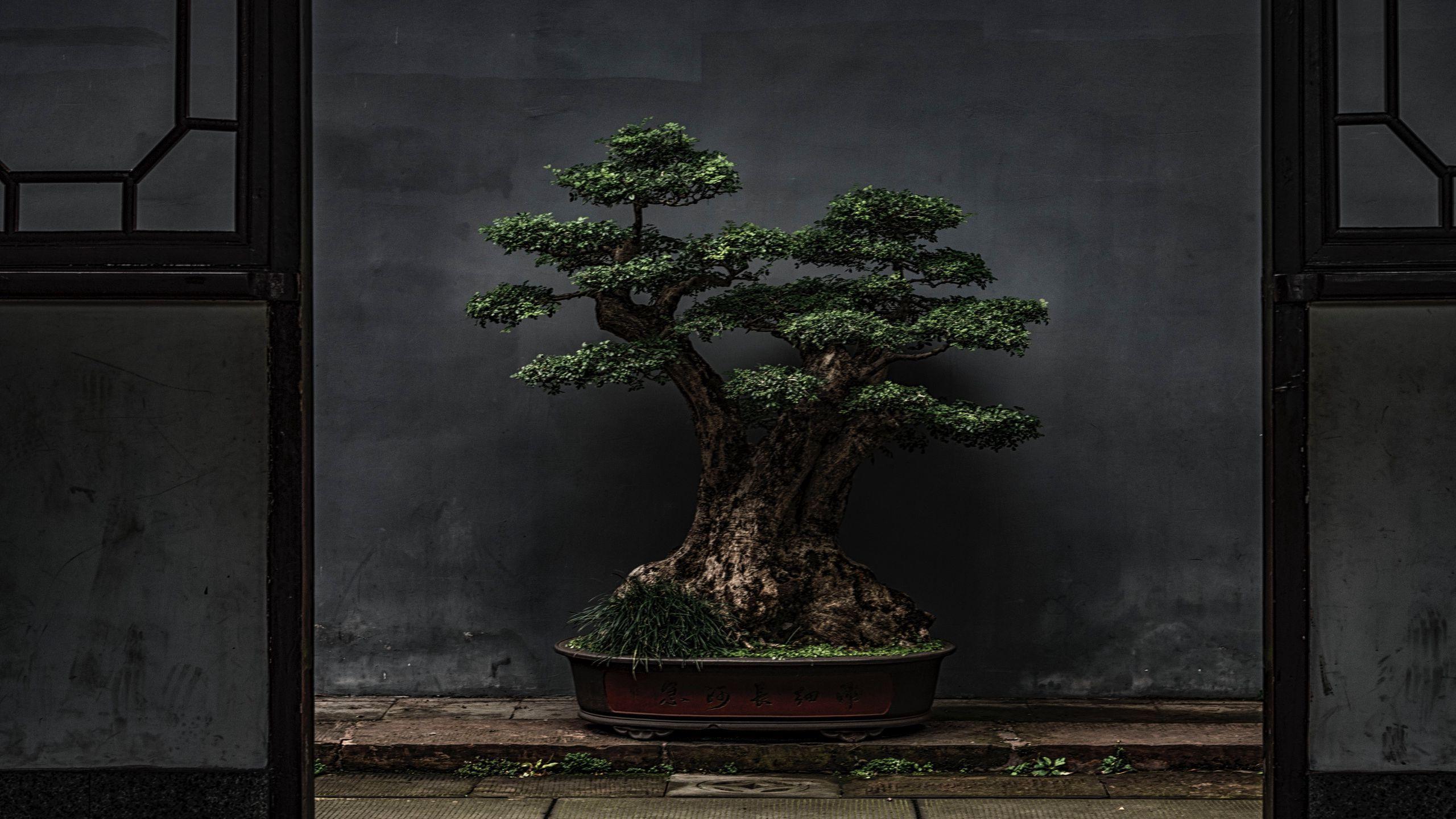 bonsai tree art wallpaper